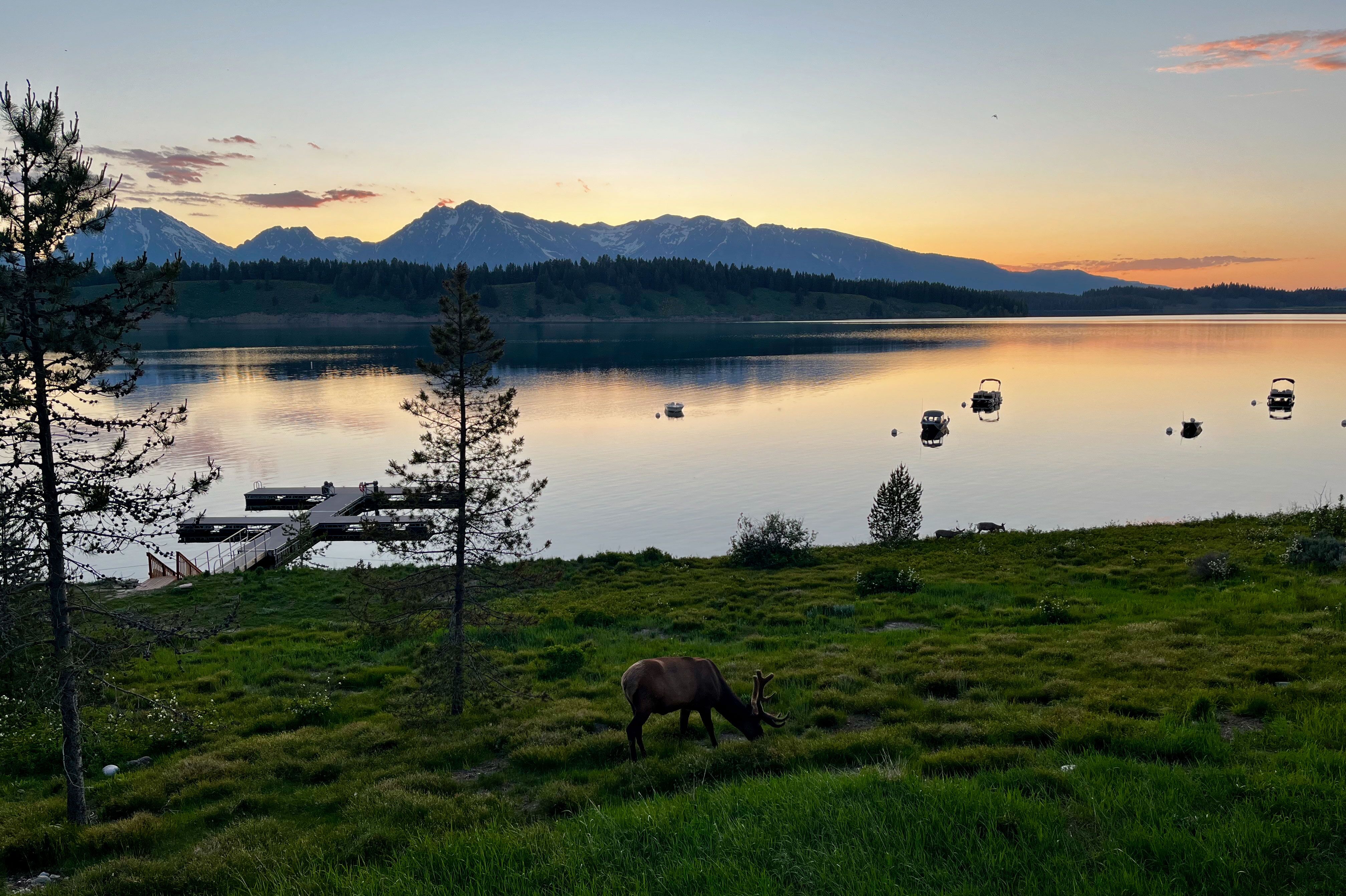 Wapiti-Hirsch grast am Jackson Lake im Grand Teton National Park