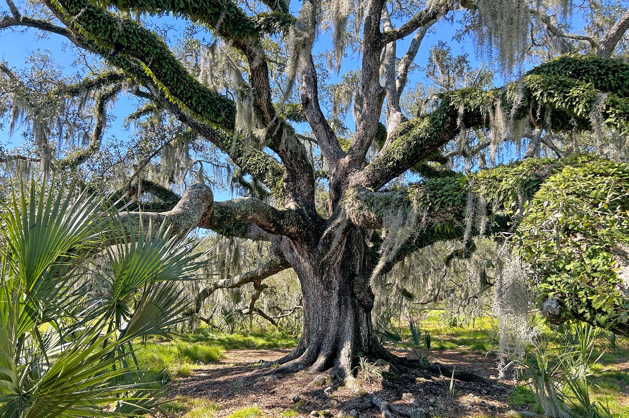 Moosbewachsene alte Eiche