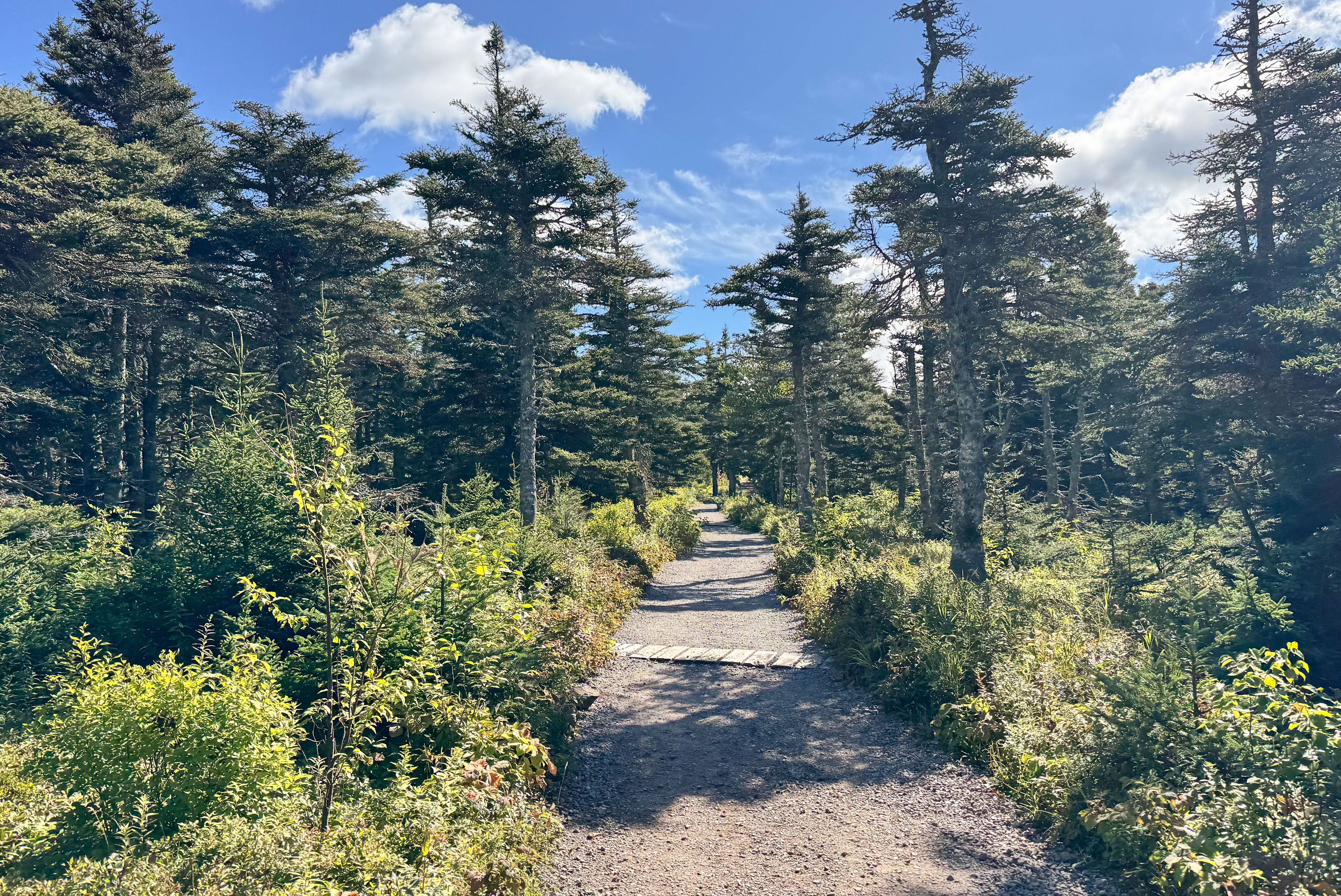 Wald am Skyline Trail im Cape Breton Highlands Nationalpark