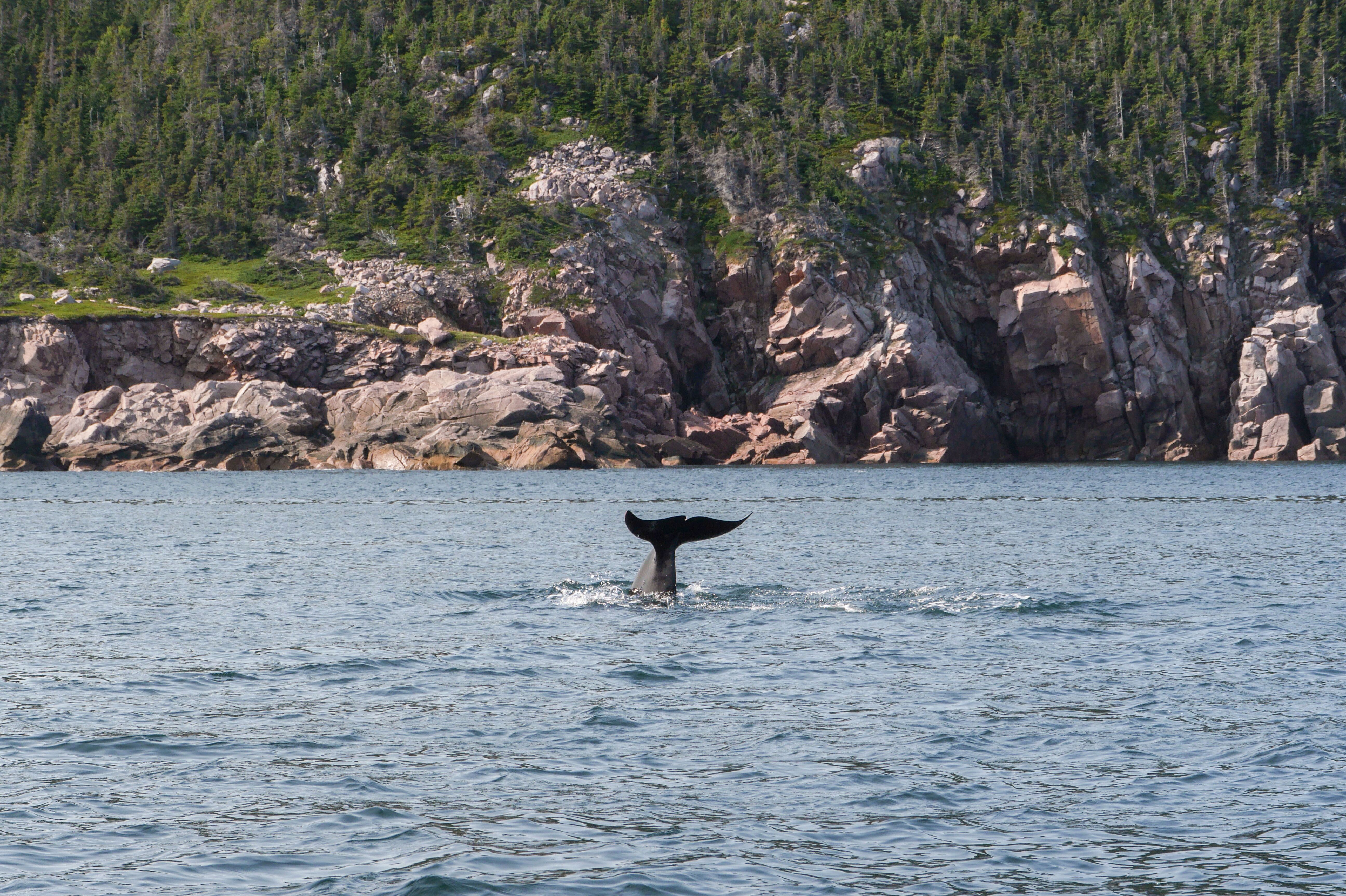 Walbeobachtungstour am Ingonish Beach unternehmen