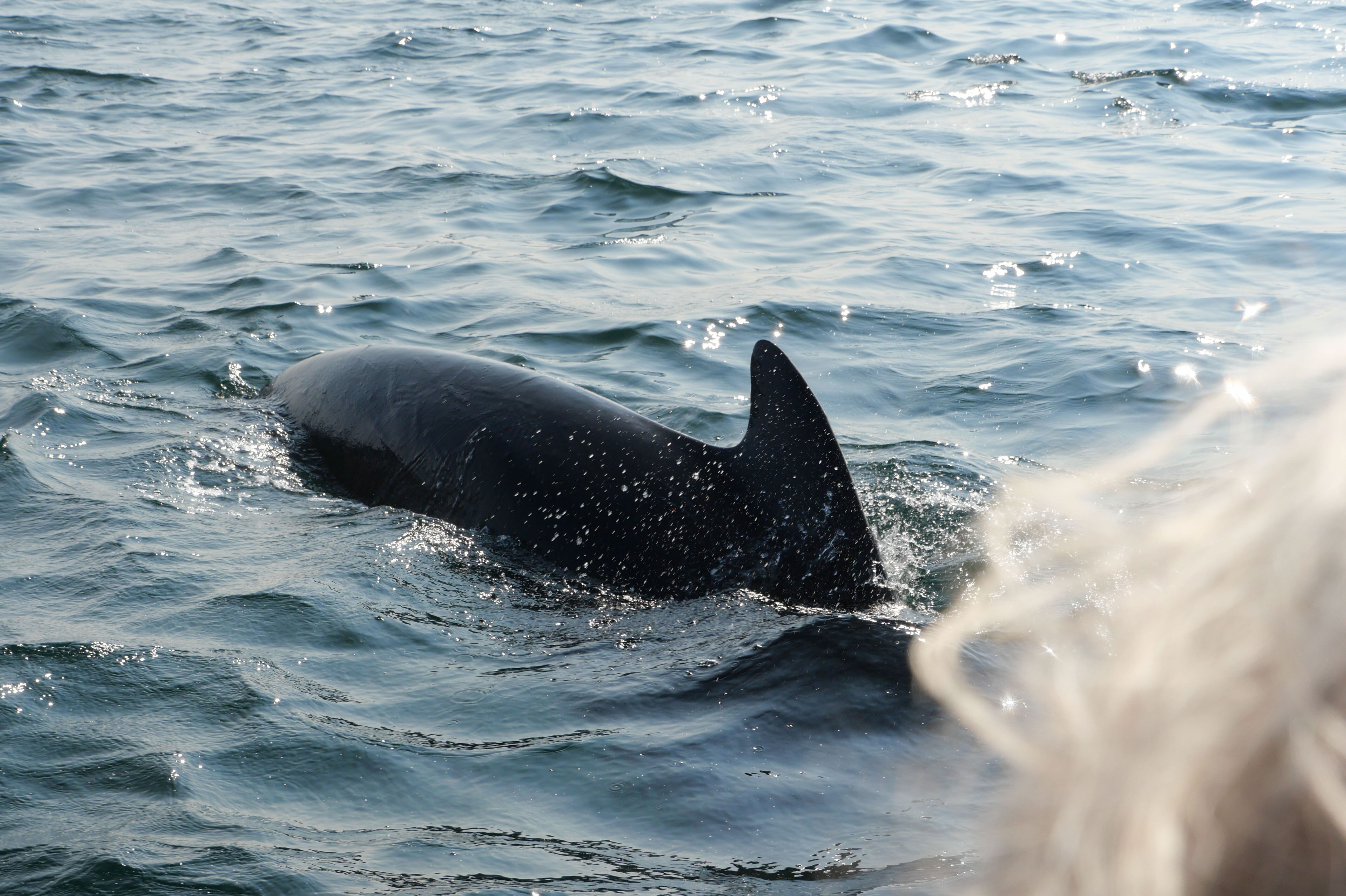 Wale ganz nah beobachten bei einer Walbeobachtung am Ingonish Beach