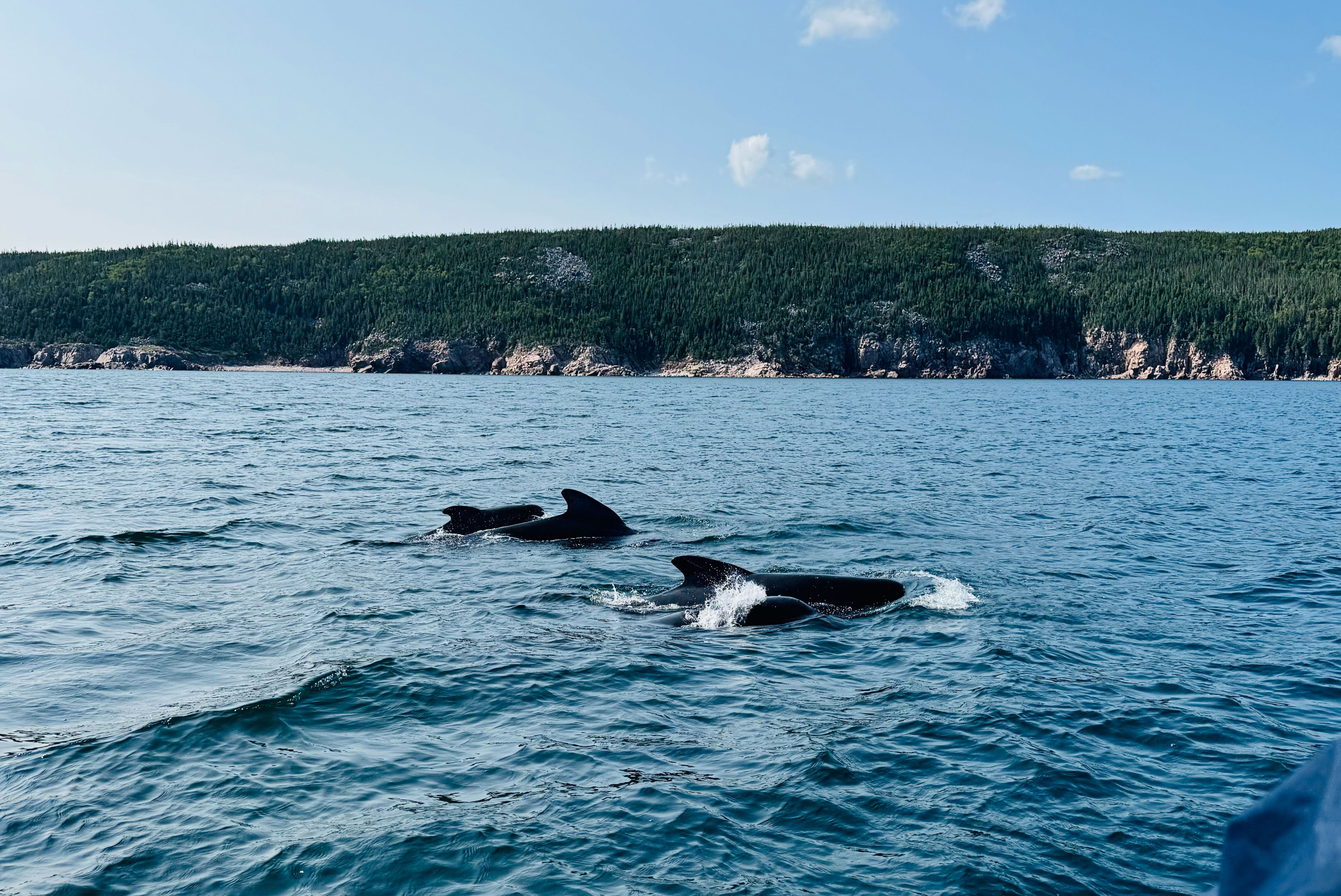 Wale hautnah am Ingonish Beach erleben