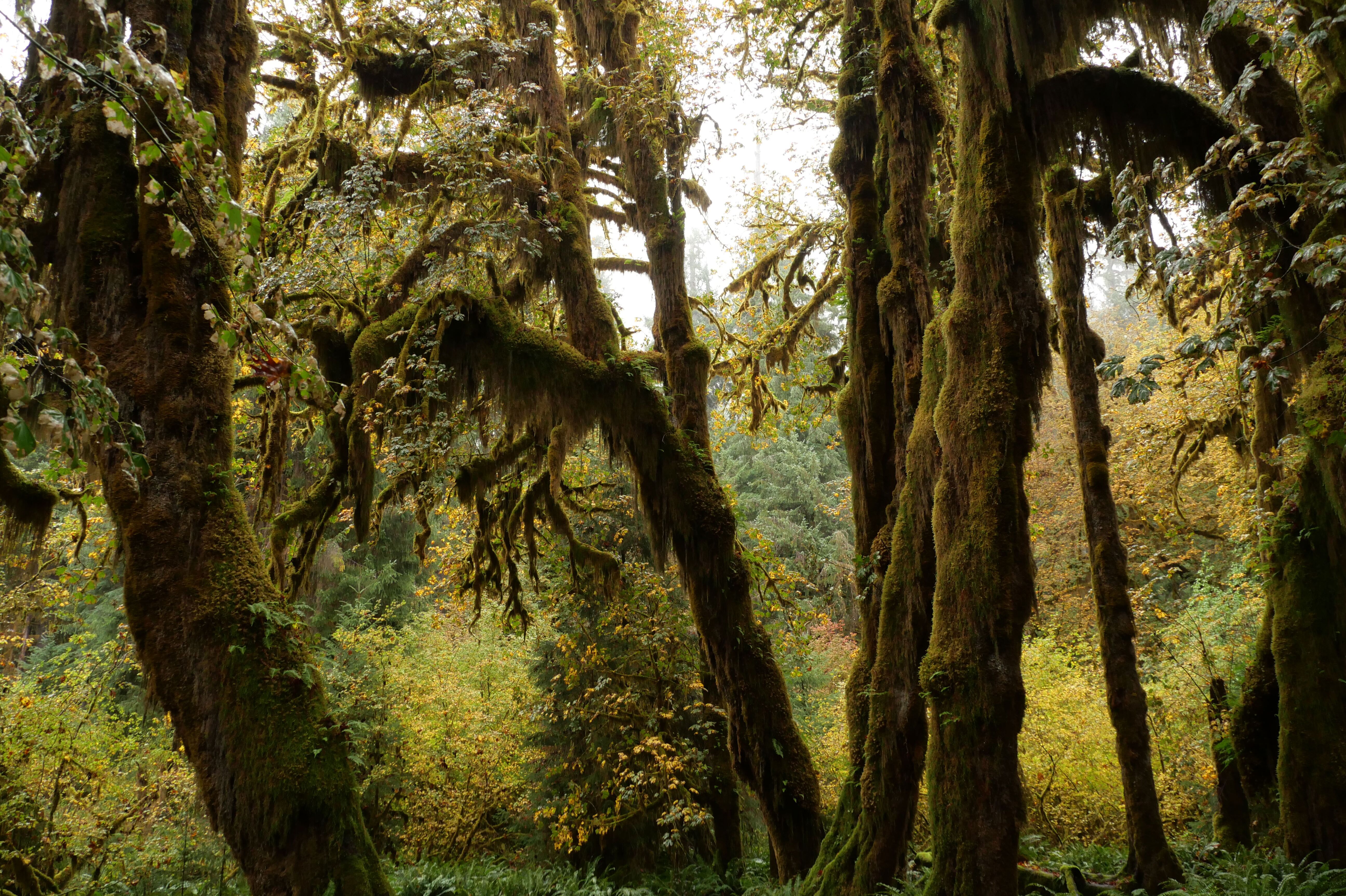 Märchenhaftes Waldgebiet Hoh-Regenwald in Washington