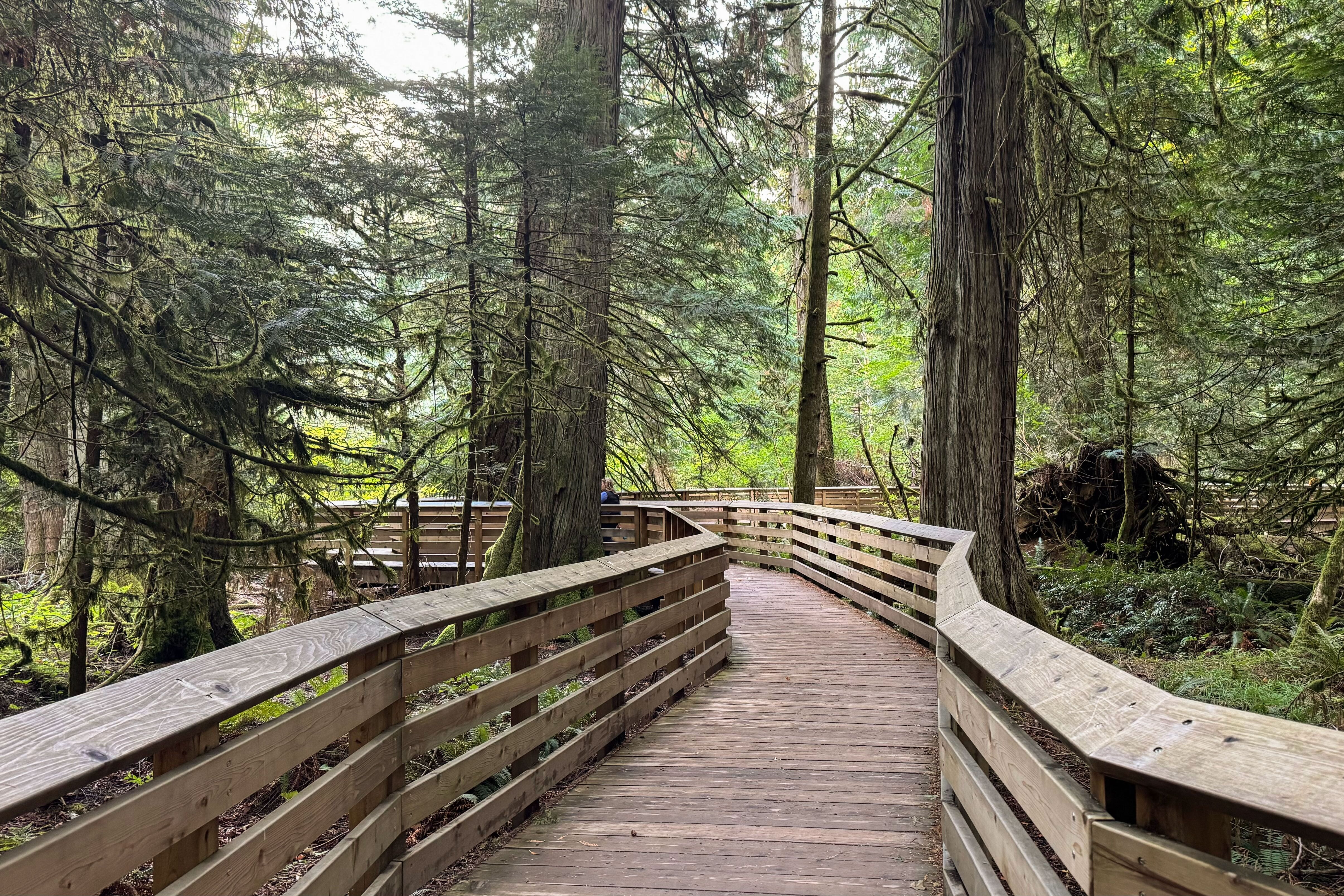 Brücke im Cathedral Grove Park in BC