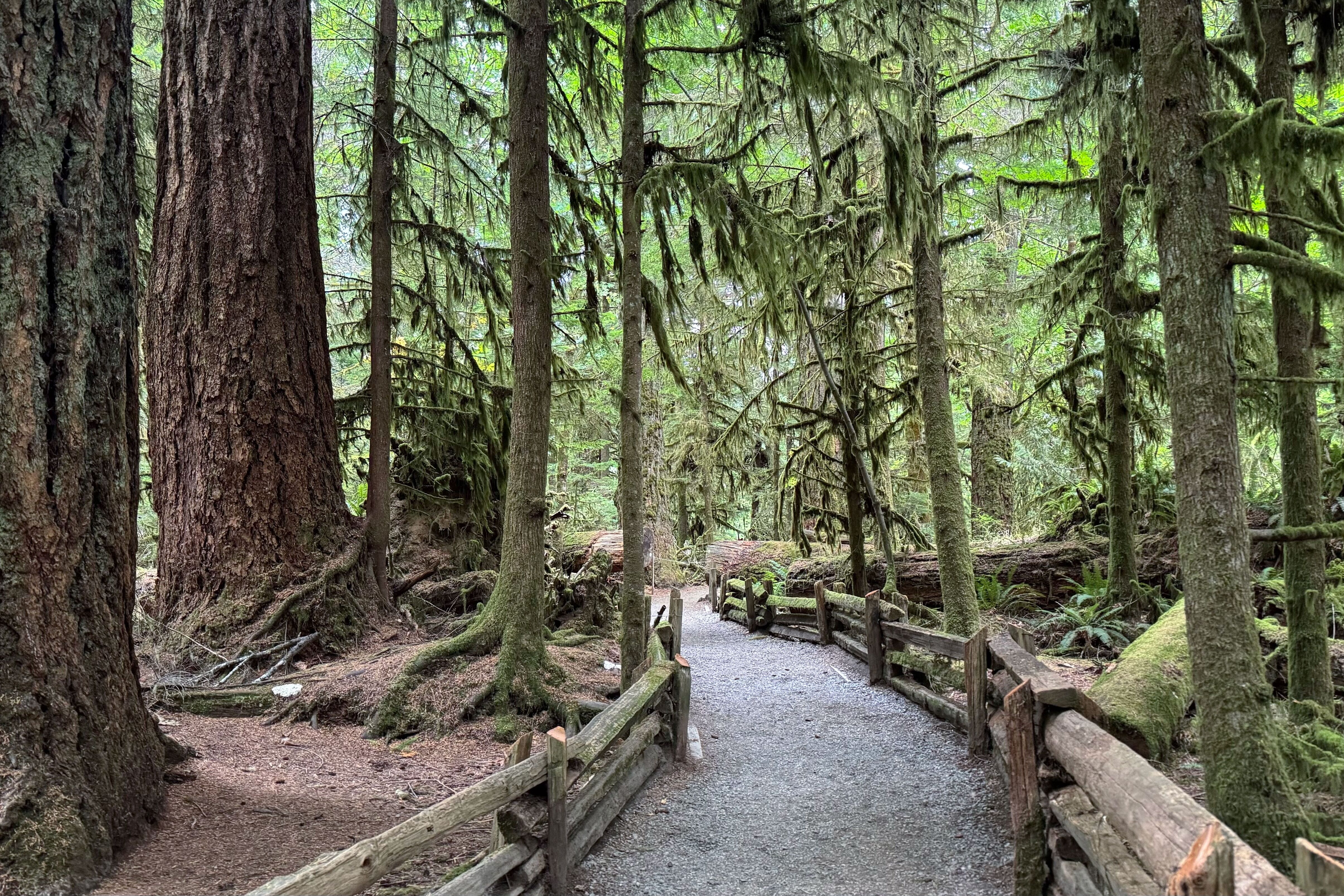 Durch die schöne Natur am Cathedral Grove entlang spazieren