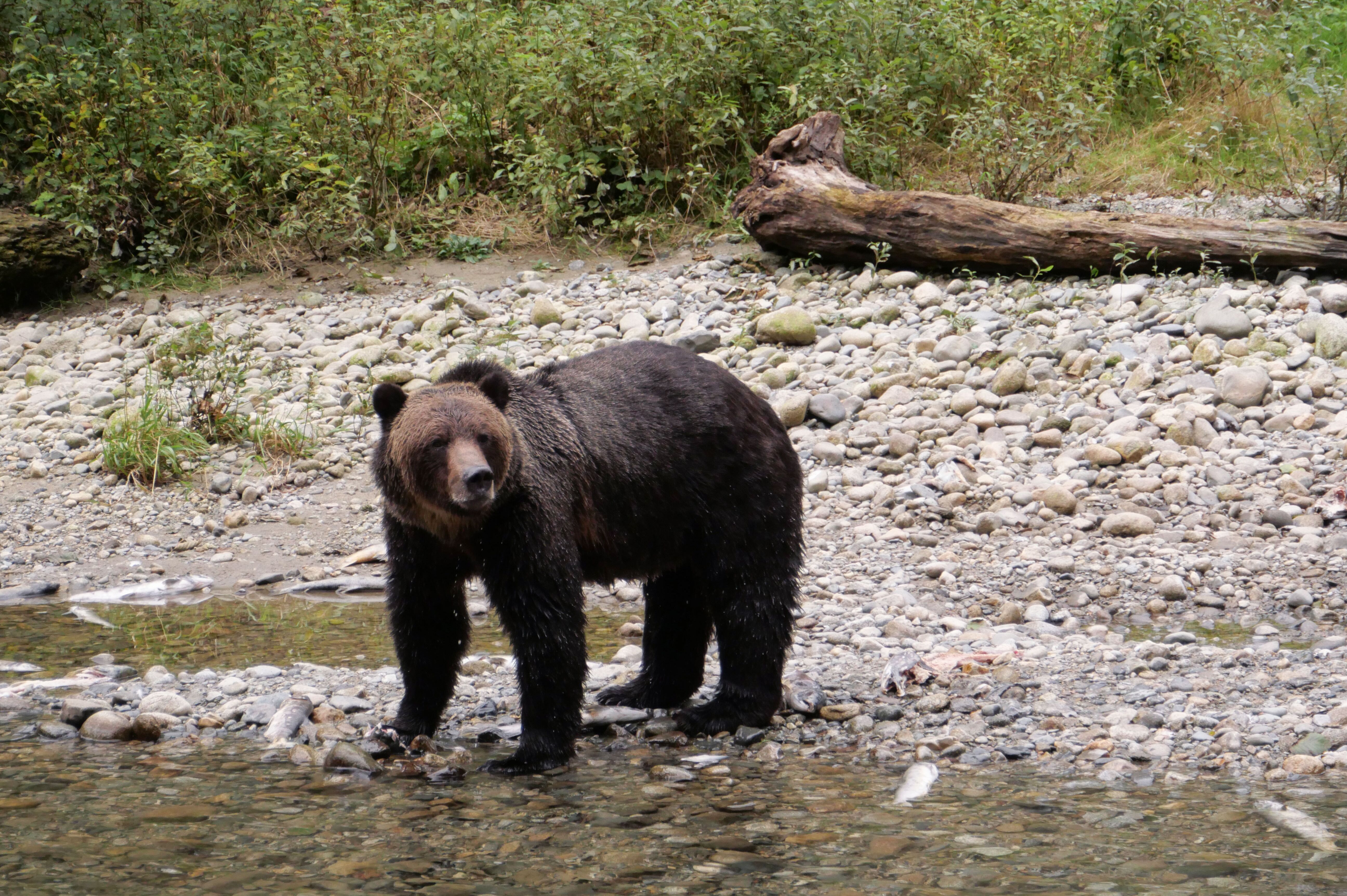 Grizzly bei Grizzly Tour auf Vancouver Island erleben