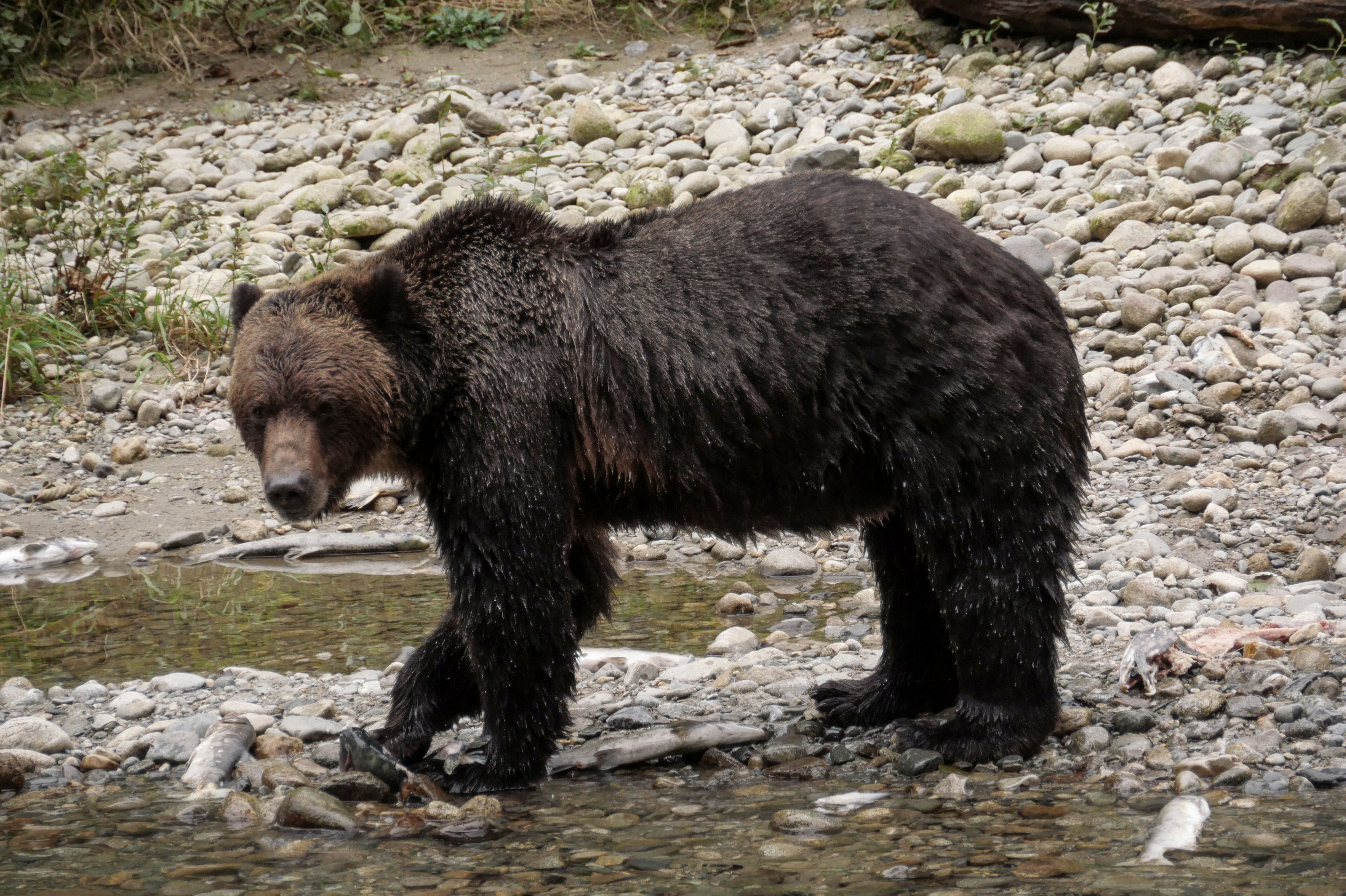 Grizzly Tour in British Columbia
