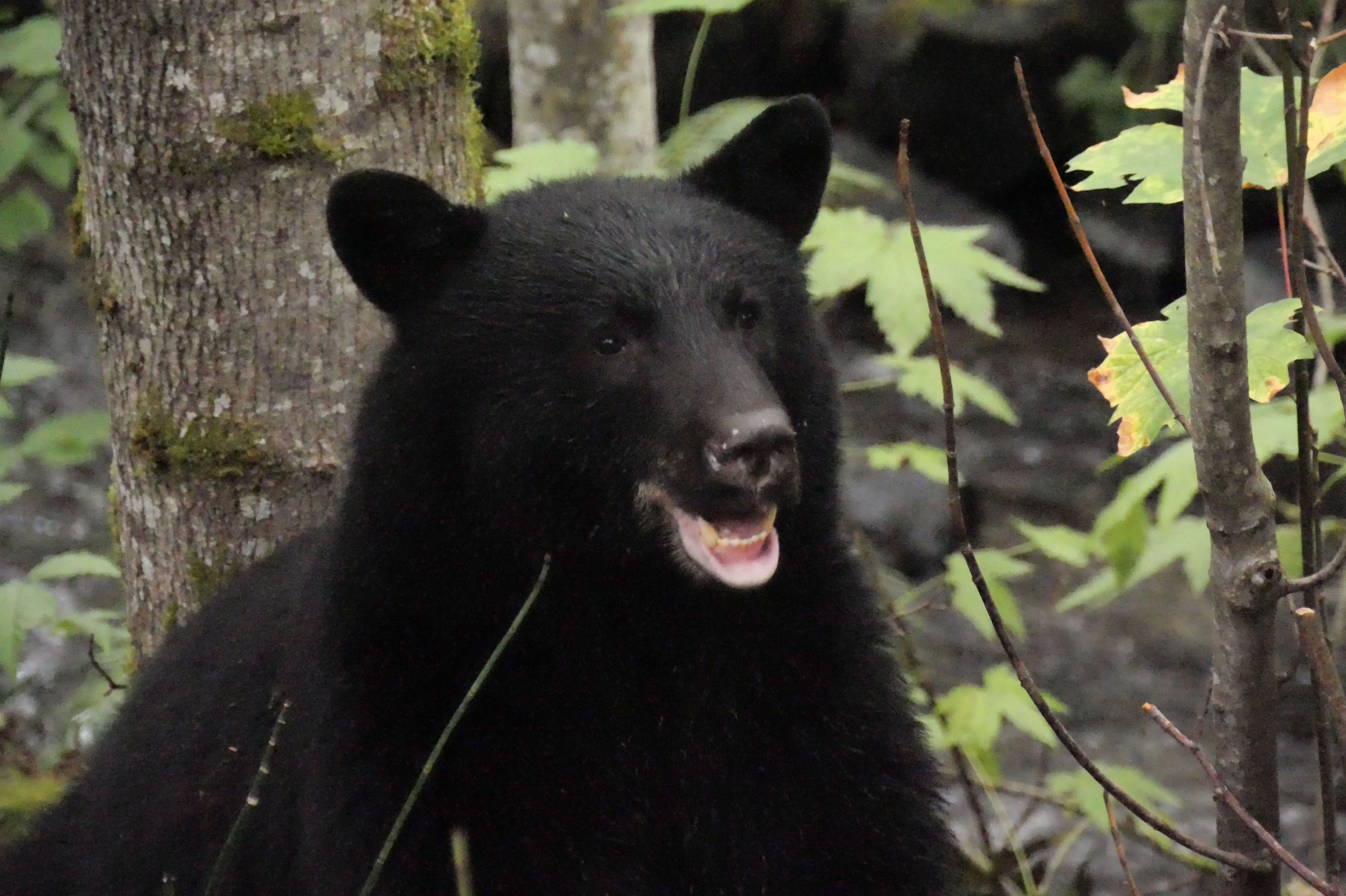 Schwarzbär auf der Fischfarm Quinsam Hatchery