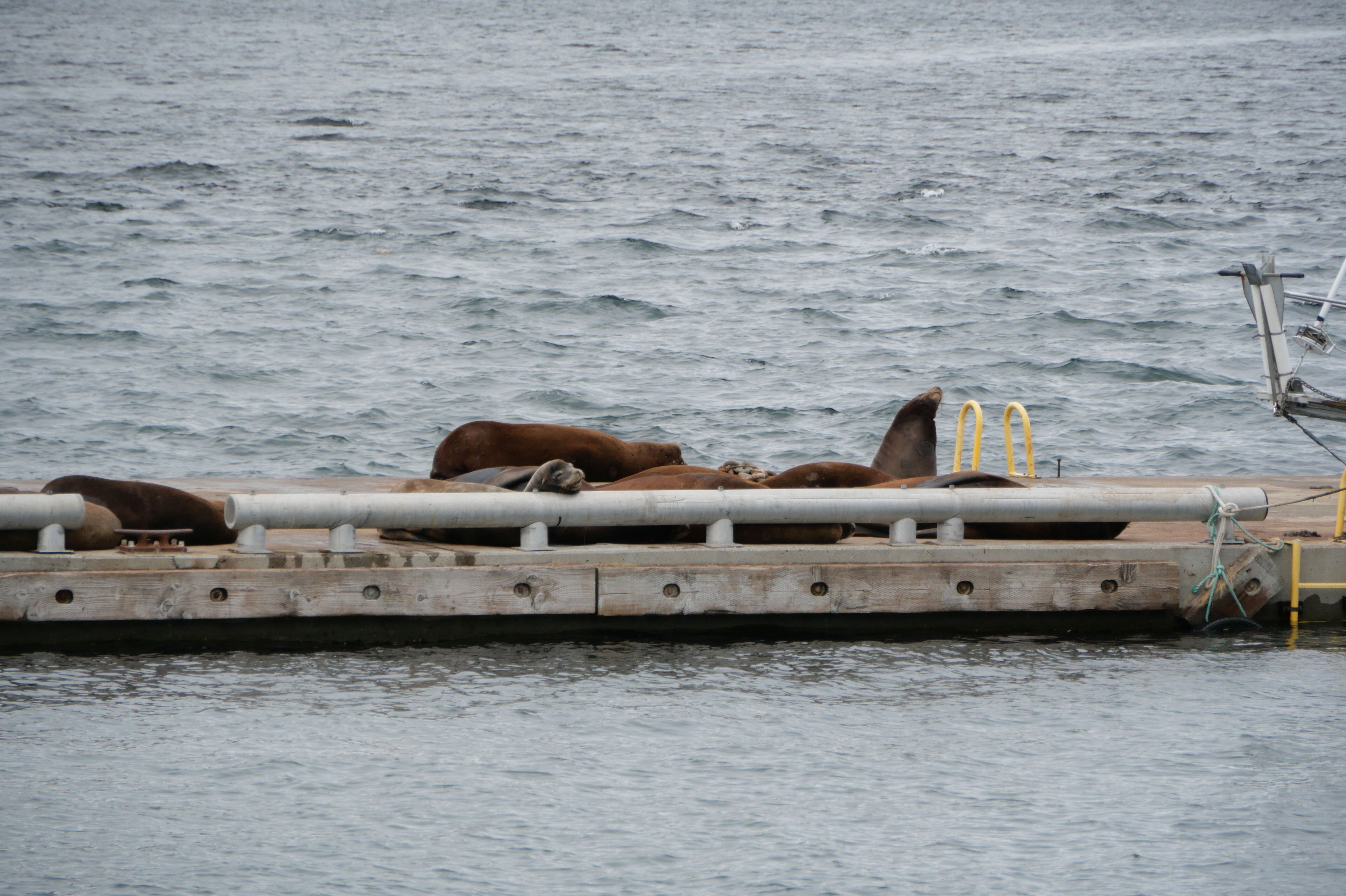 Seelöwen am Cowichan Bay auf Vancouver Island