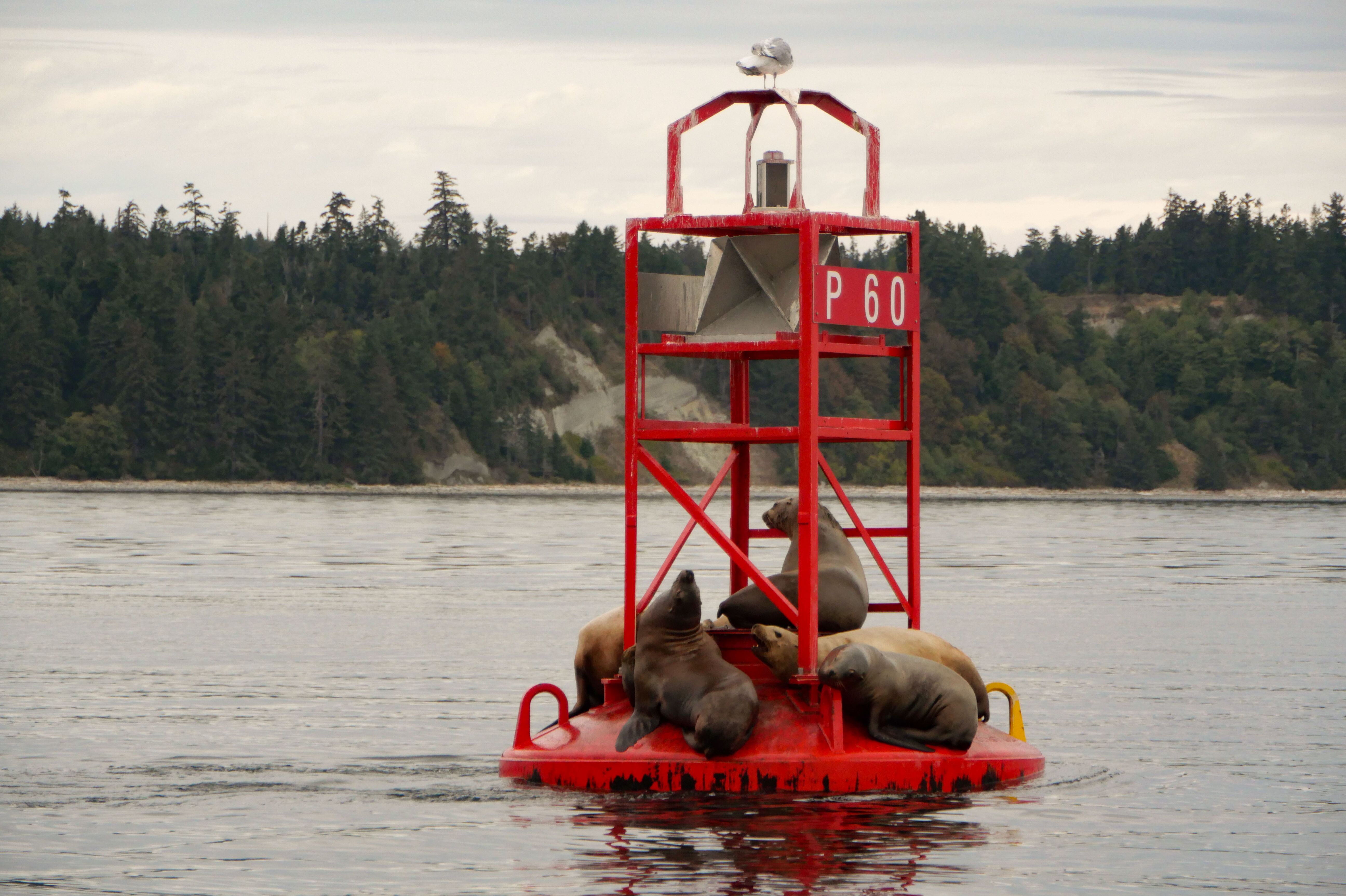 Seelöwen auf einer Navigationsboje im Wasser