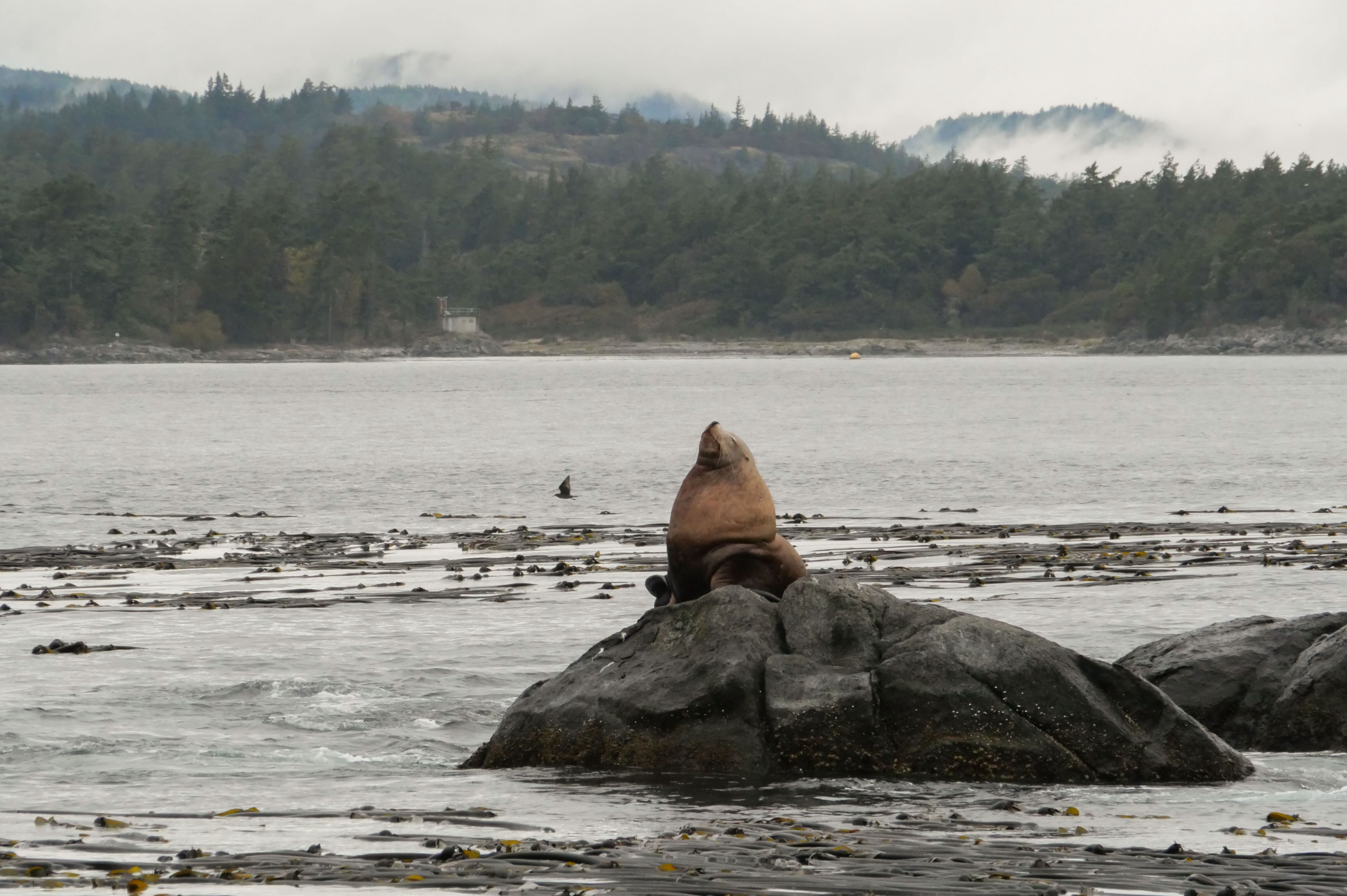 Seelöwen bei einer Walbeobachtungstour in British Columbia entdecken