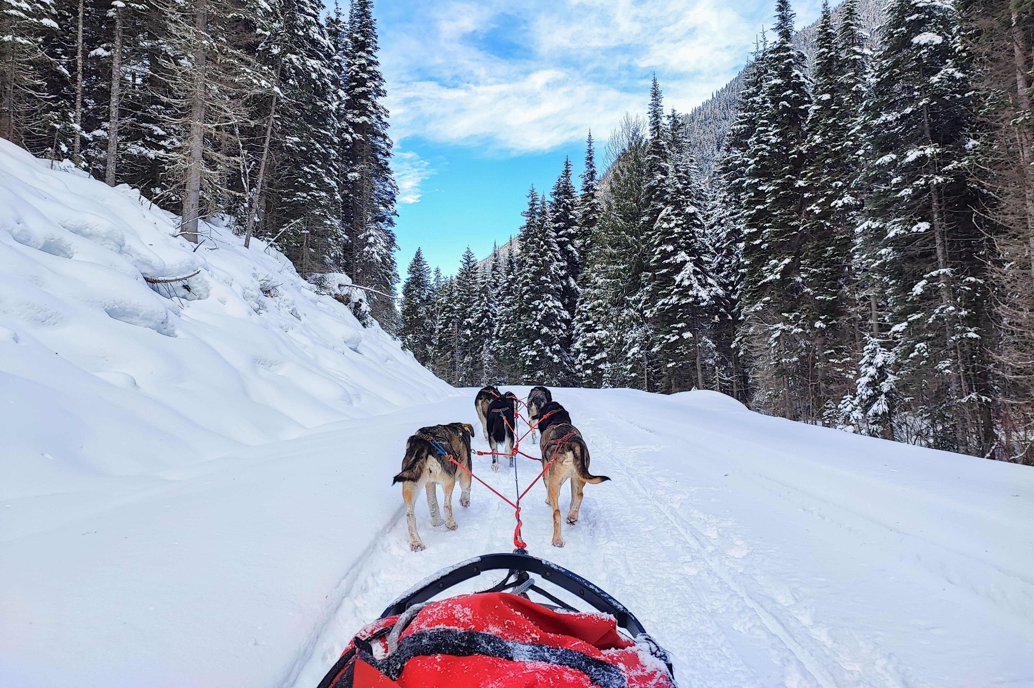 Mit Hundeschlitten durch Valemount des Mount Robson Valleys