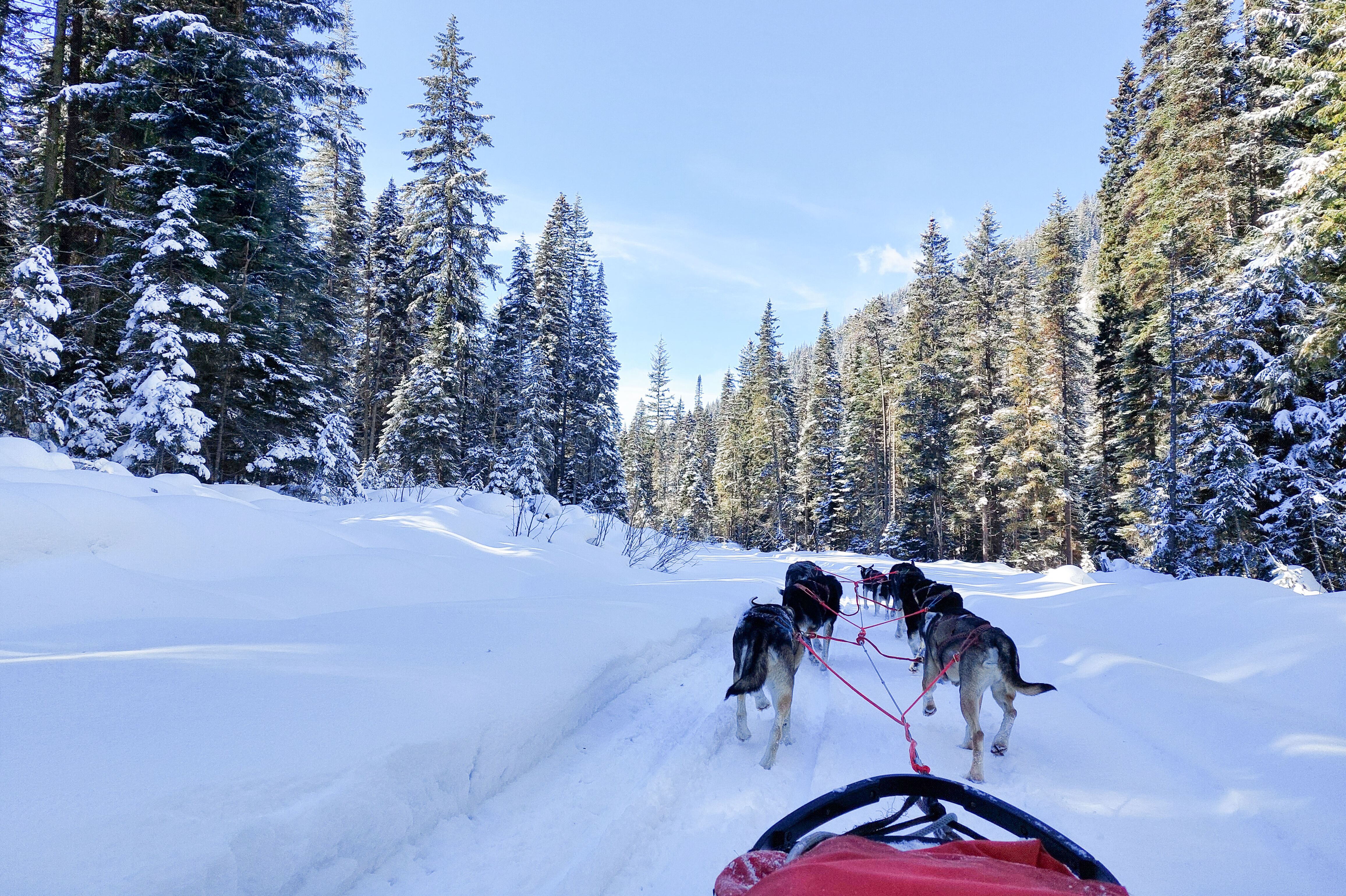 Blick auf die Schneelandschaft in Valemount bei der Hundeschlittentour