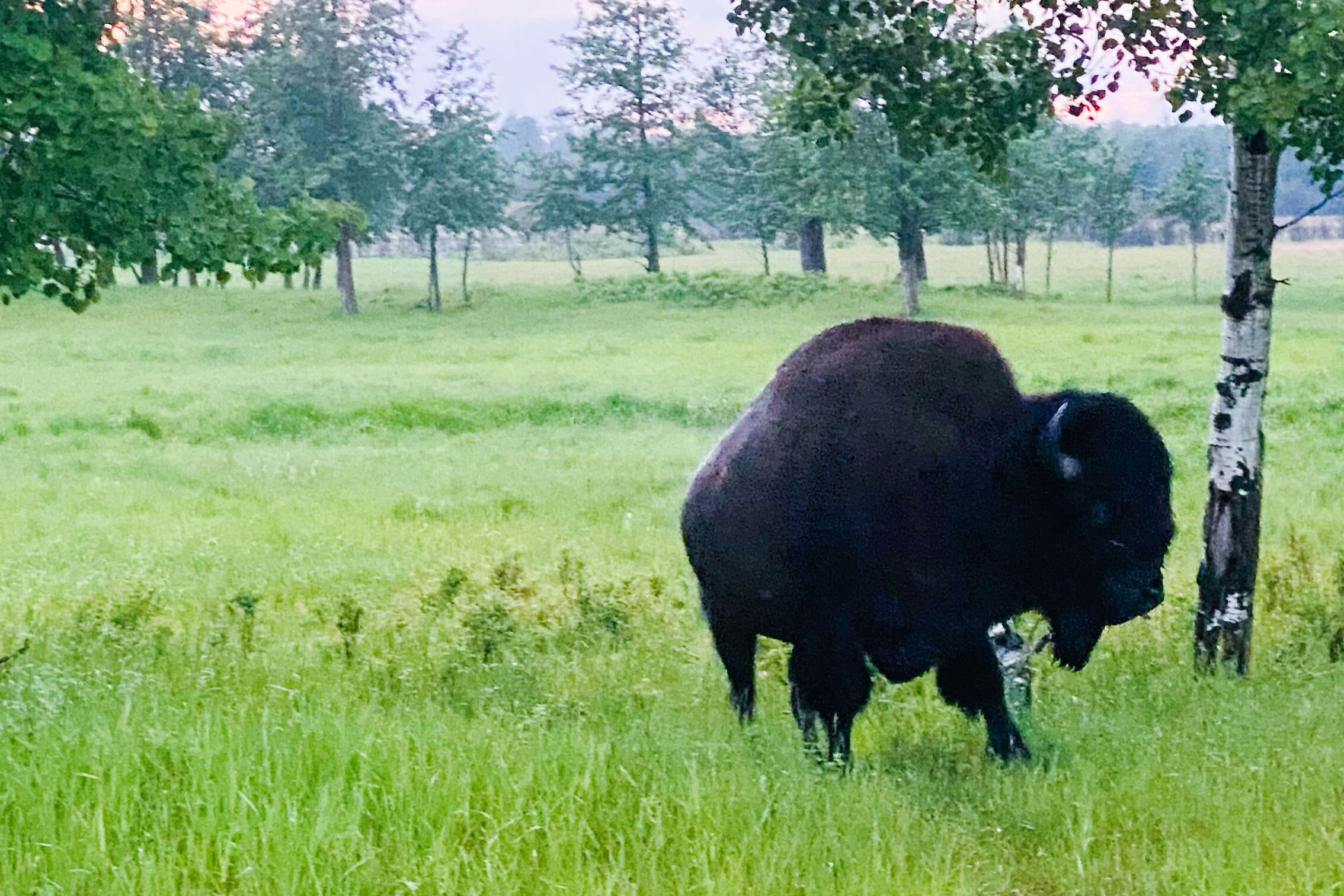 Bison im Elk Island National Park