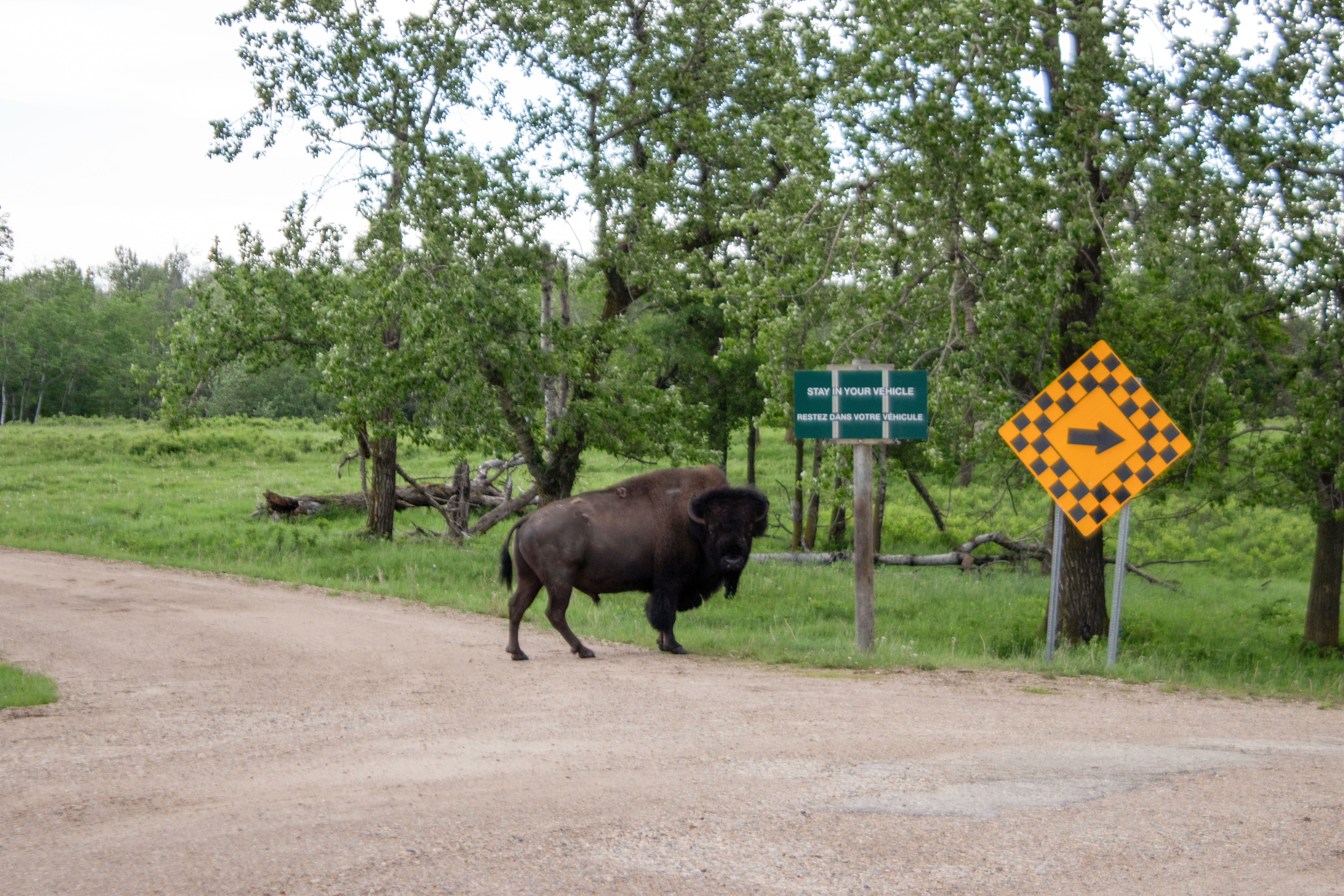 Bison in der Natur im Elk Island National Park