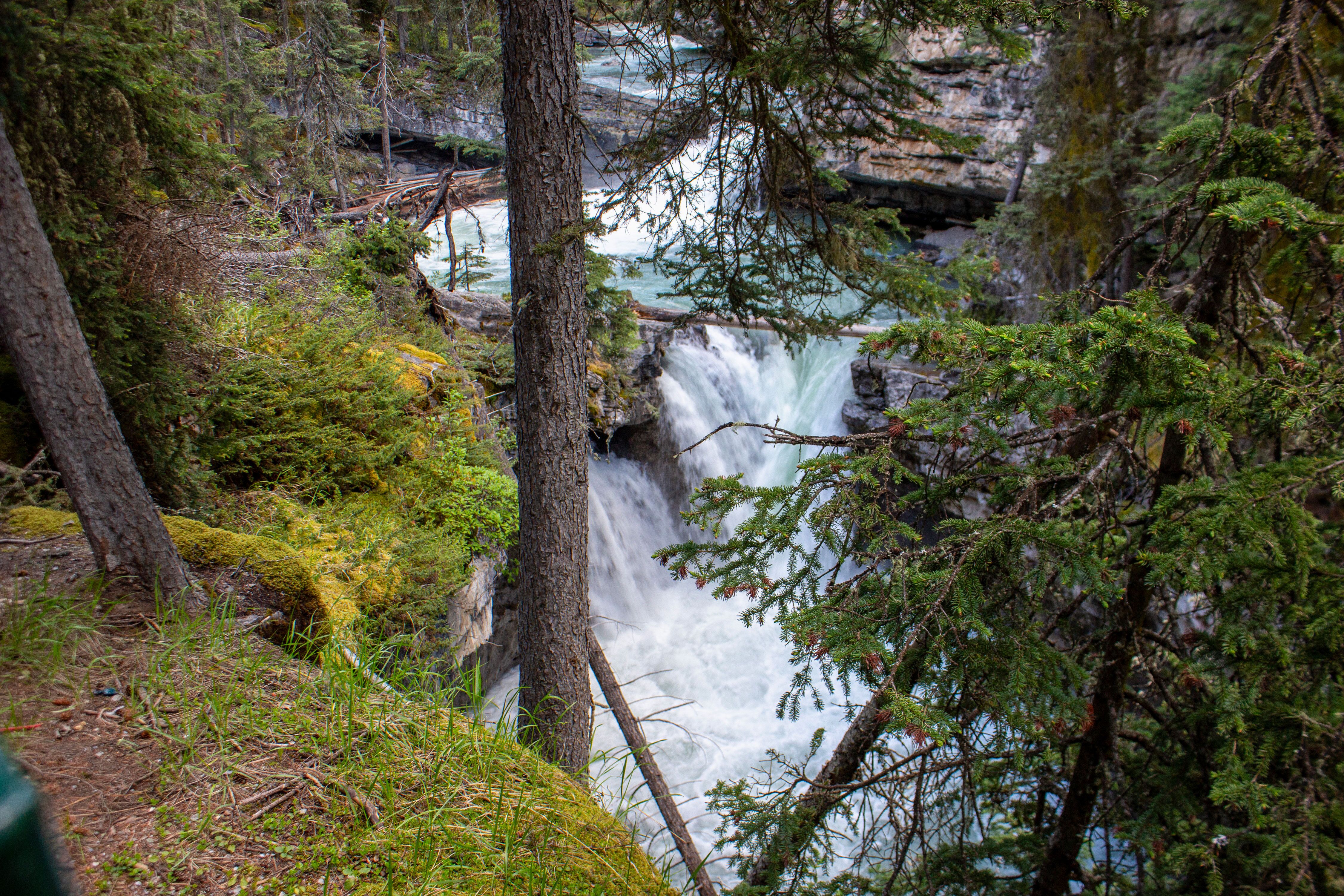 Blick auf die Wasserfälle und Bäume am Johnston Canyon