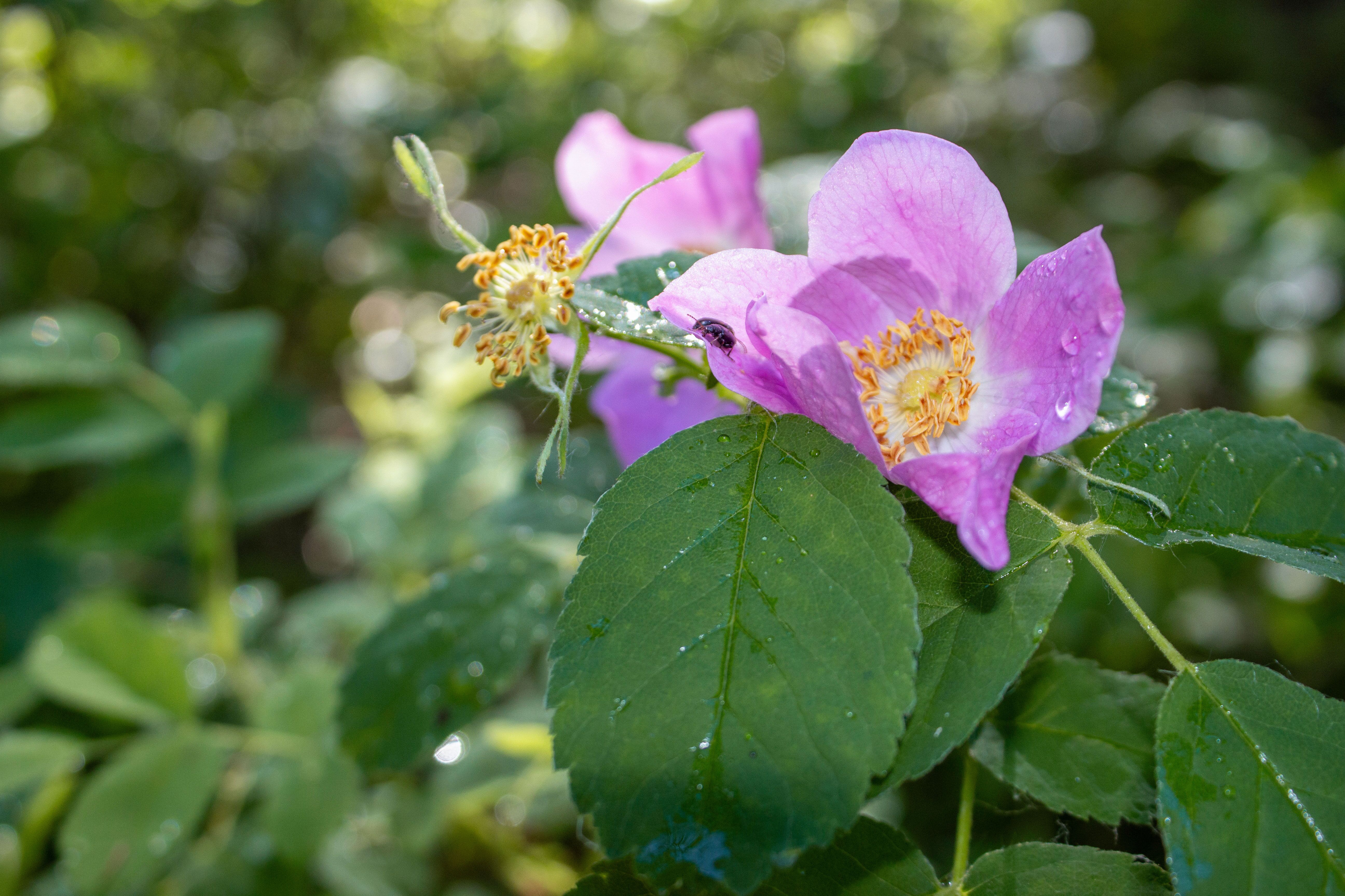 Blume im Pembina River Provincial Park