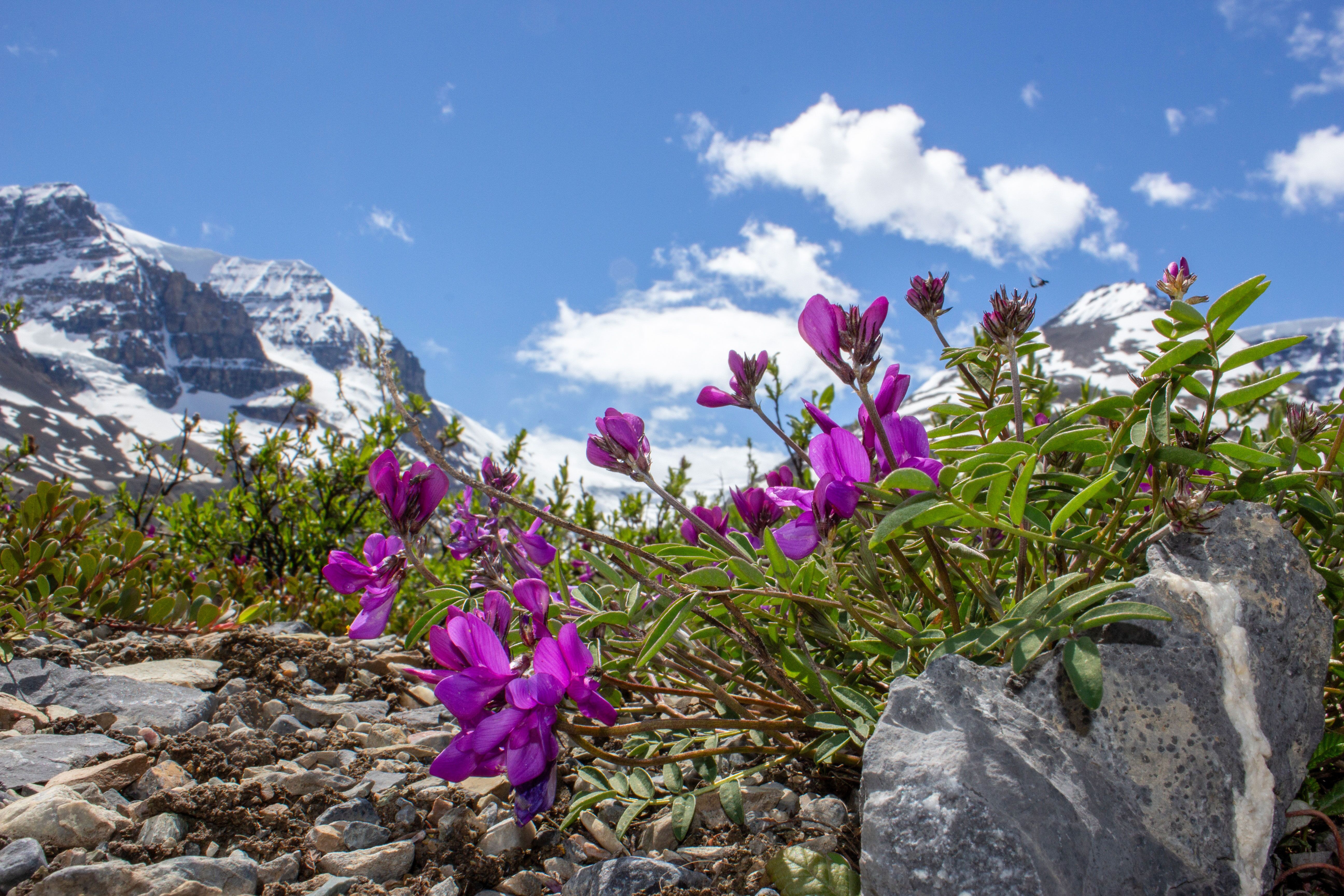 Schöne Blumen auf dem Columbia Icefield
