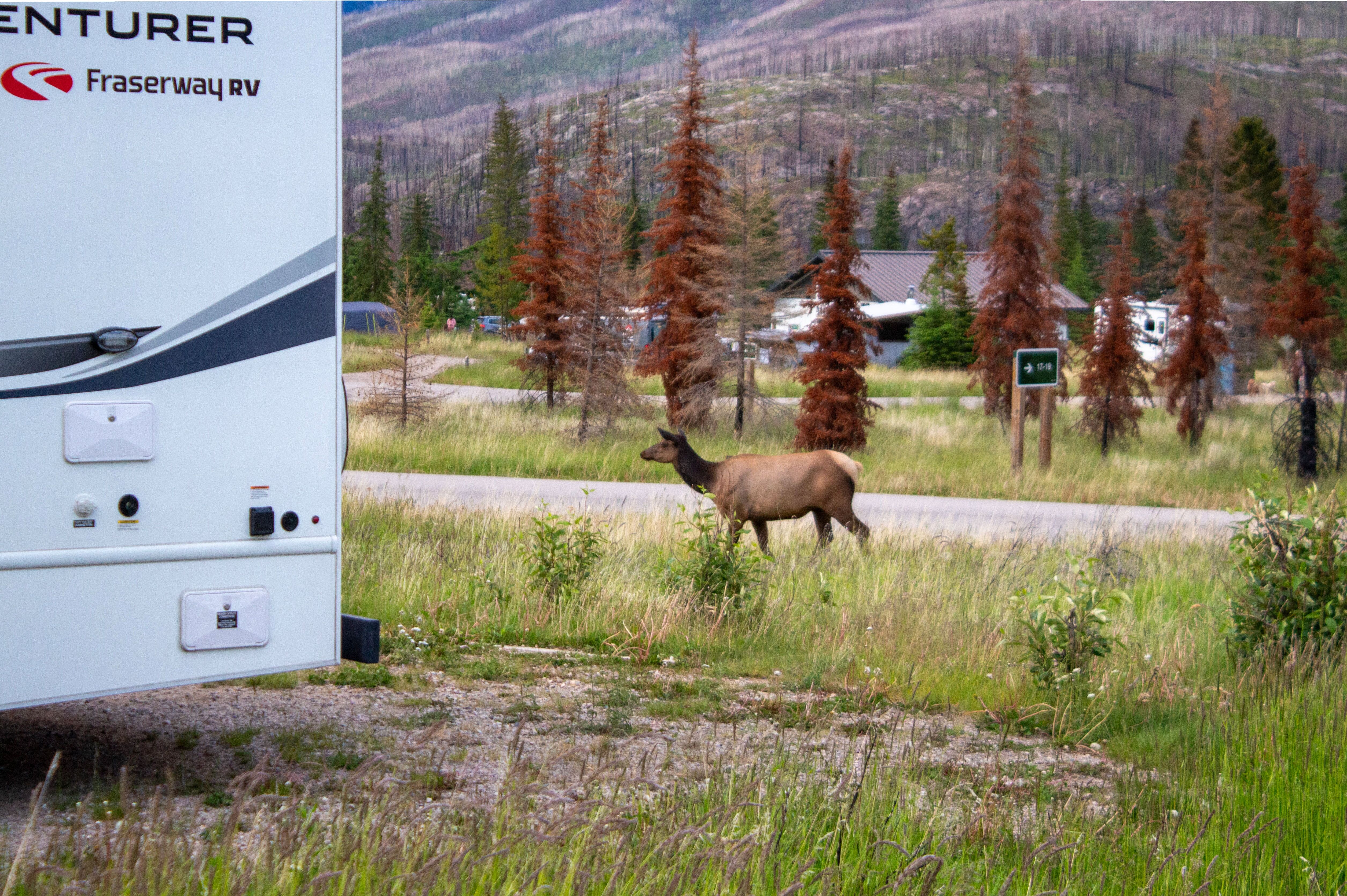Elch auf dem Whistlers Campground im Jasper National Park
