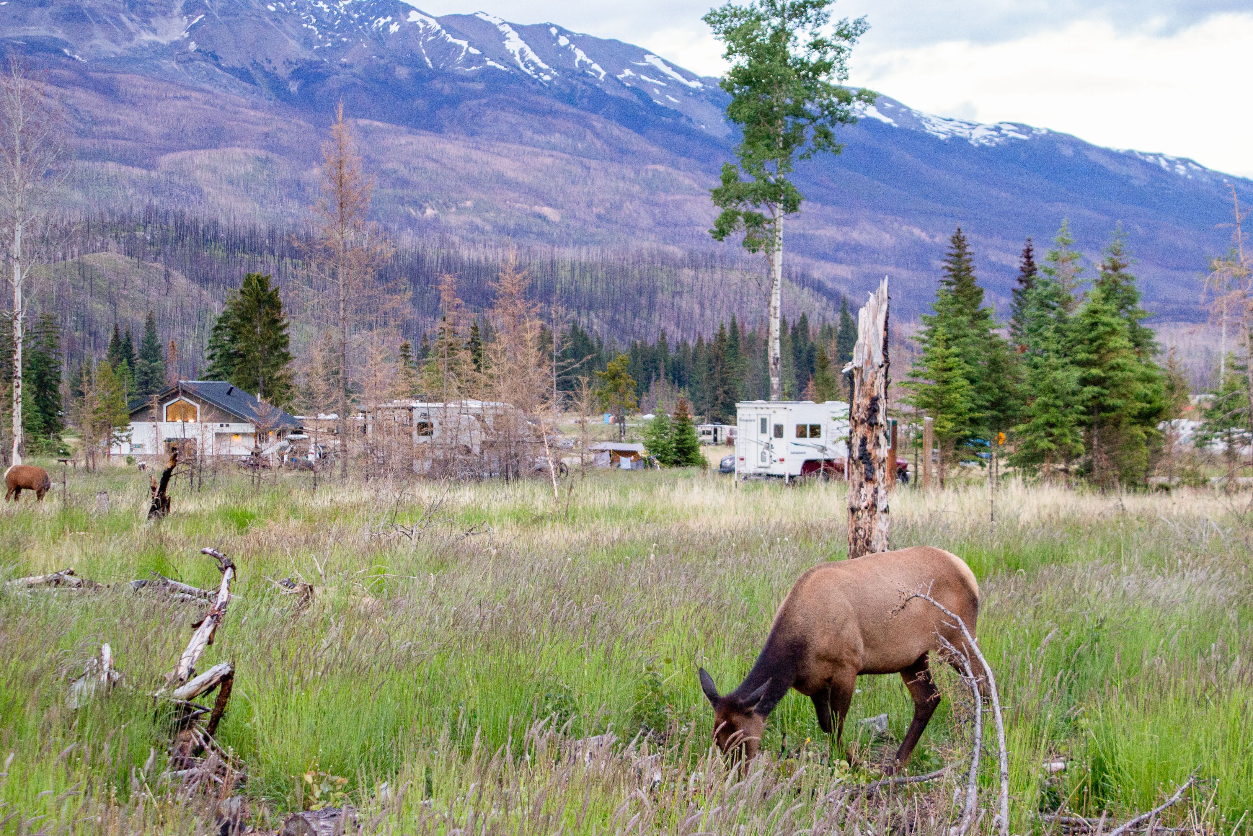 Elch auf dem Whistlers Camground im Jasper National Park