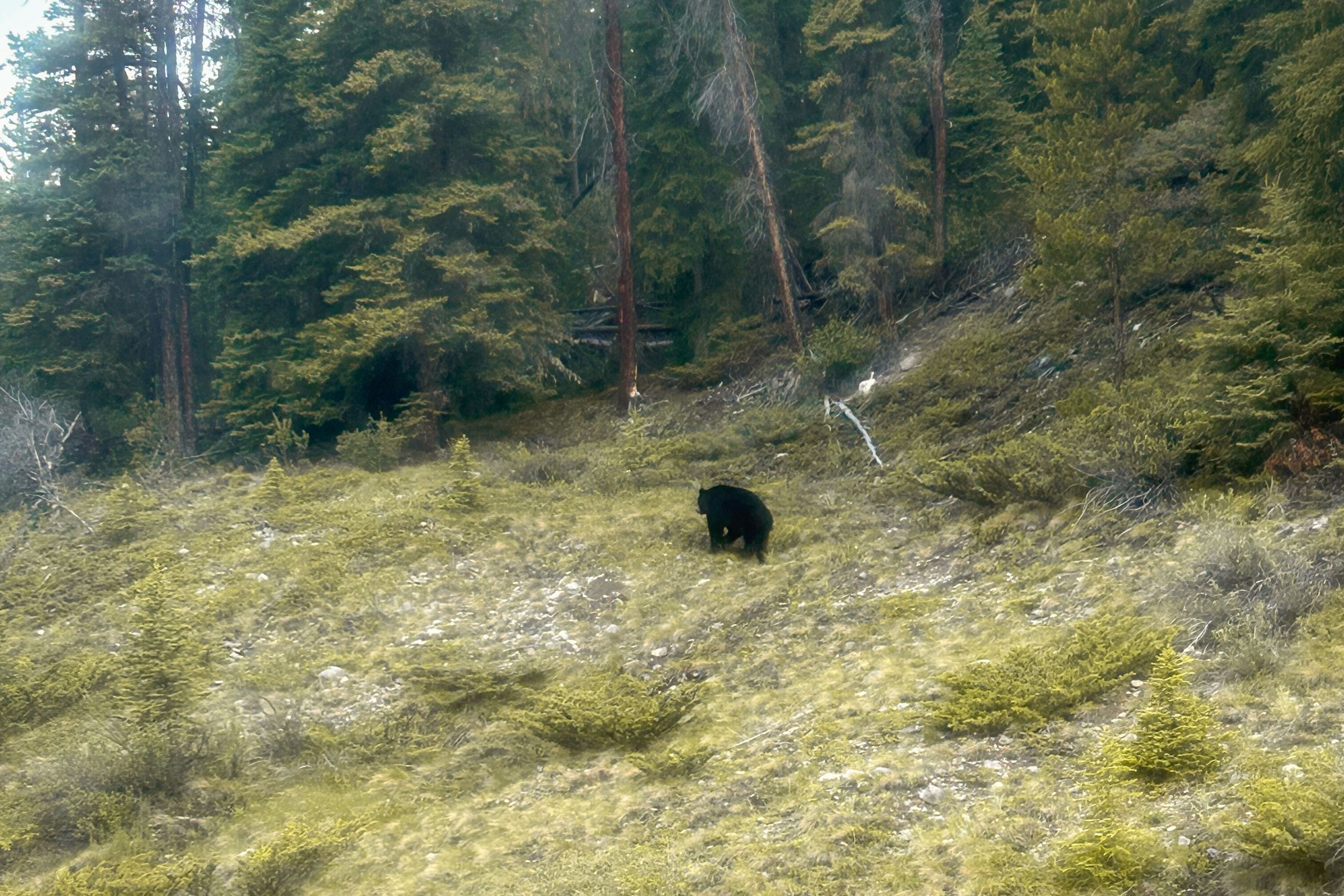 Schwarzbaer auf Wildlifetour in Jasper gesichtet