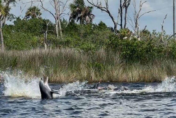 Delfinsichtung auf dem Homosassa River