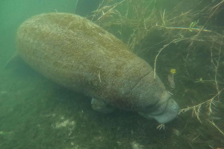 Kleines Manatee in Crystal River