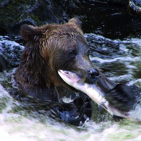 Baer am Anan Creek