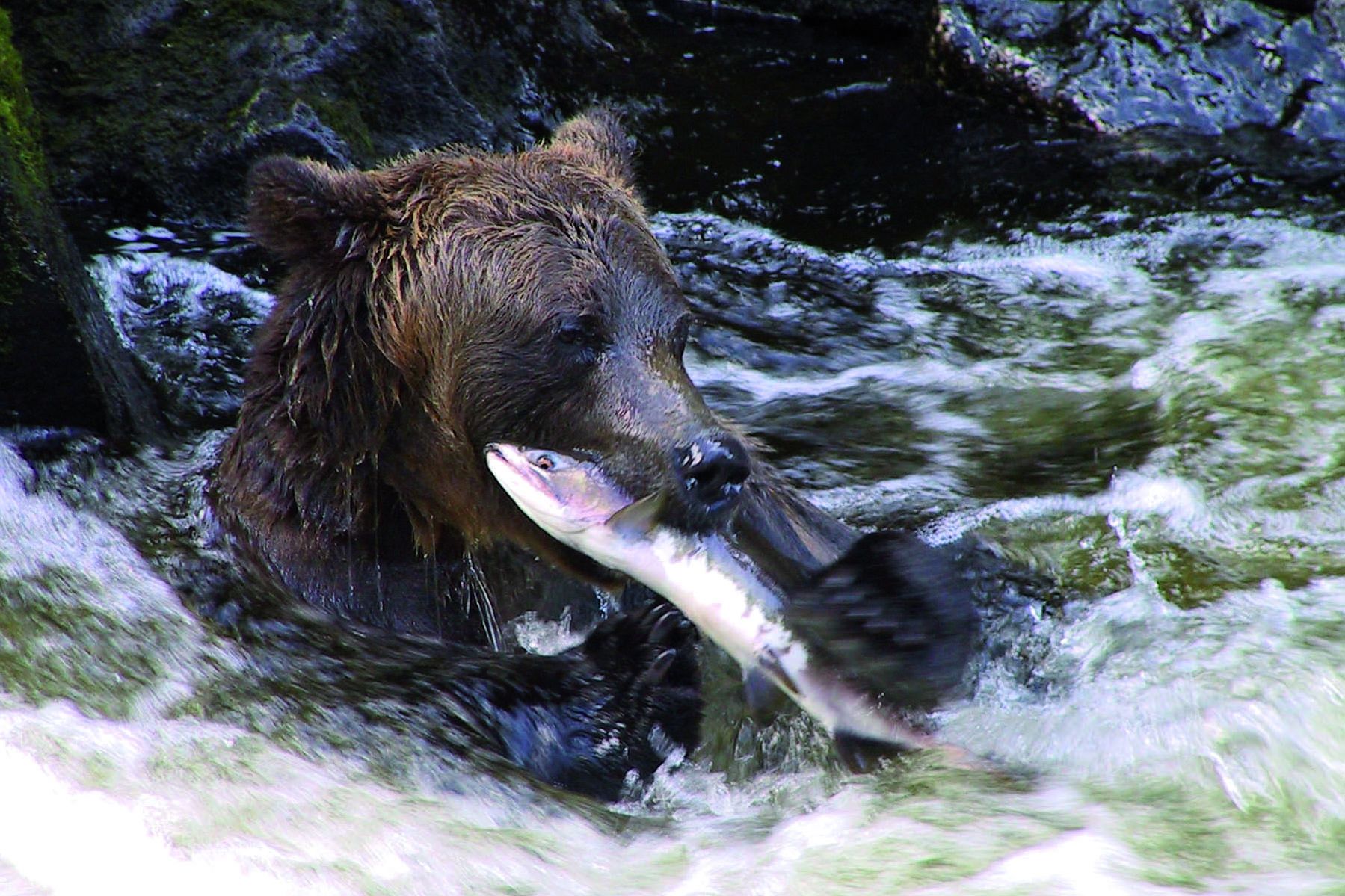 Baer am Anan Creek