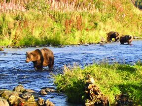 ausflug/baerenbeobachtung/alaska/baeren-auf-kodiak.cr1090x1091-369x0