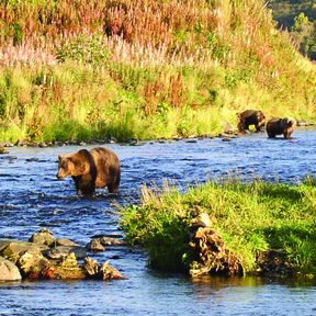 ausflug/baerenbeobachtung/alaska/baeren-auf-kodiak.cr1090x1091-369x0