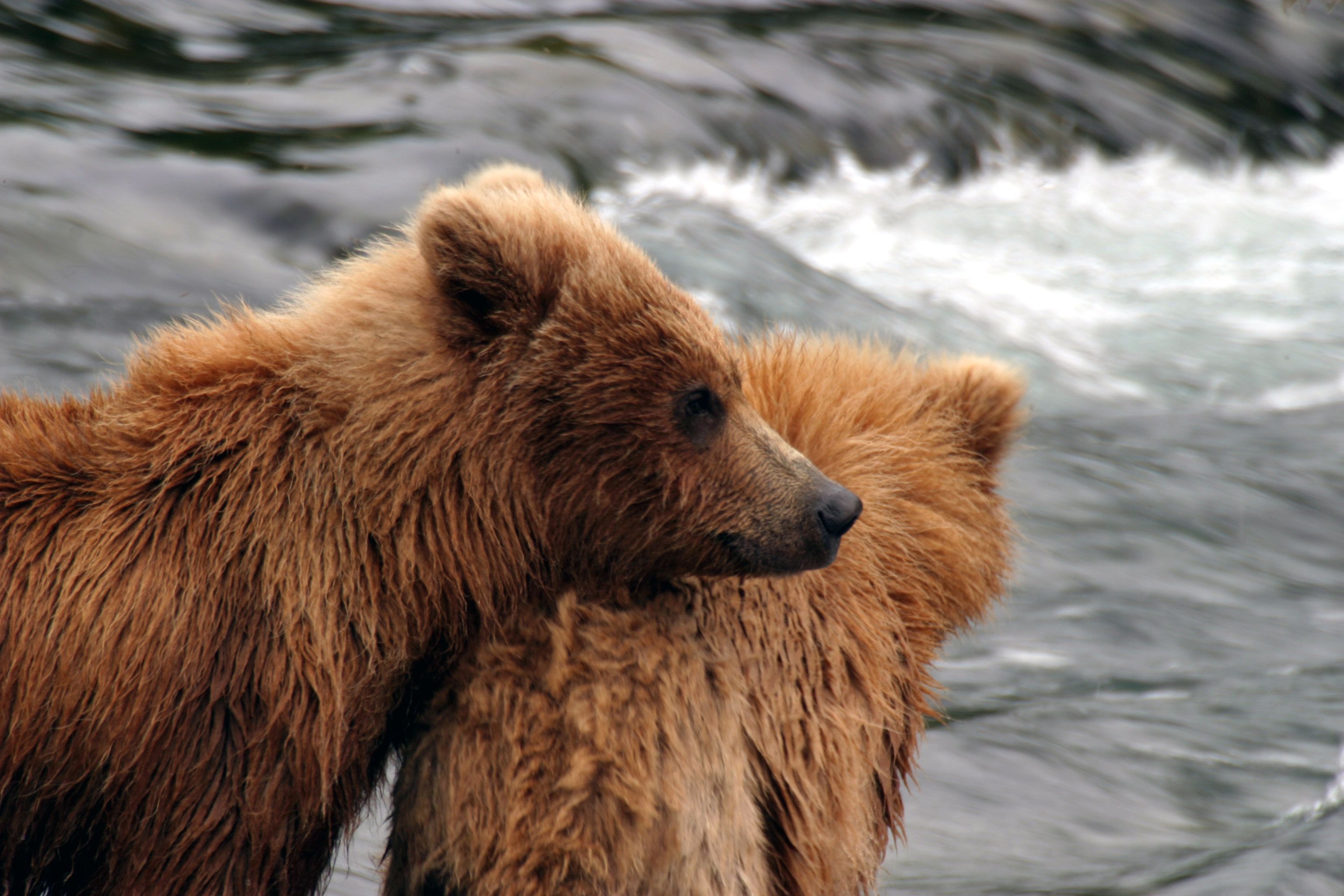 Katmai National Park, Alaska