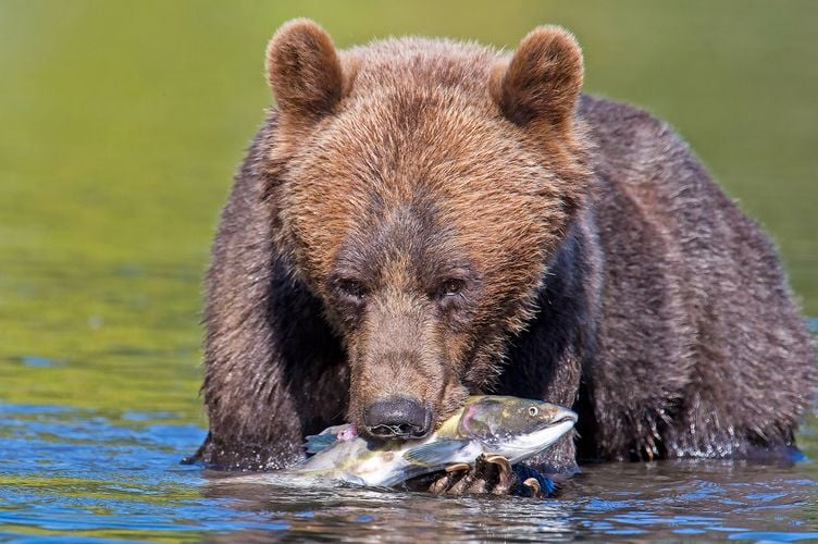 Ein Bär mit Lachs bei einer Bärenbeobachtung der Tweedsmuir Park Lodge in Bella Coola im Cariboo Chilcotin, British Columbia Ein Bär mit Lachs bei einer Bärenbeobachtung der Tweedsmuir Park Lodge in Bella Coola im Cariboo Chilcotin, British Columbia