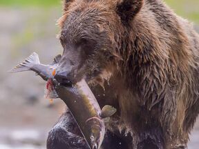 Ein Bär mit einem gefangenen Lachs auf einer Bärenbeobachtung der Tweedsmuir Park Lodge in Bella Coola im Cariboo Chilcotin, British Columbia