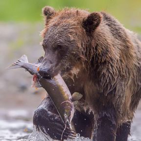 Ein Bär mit einem gefangenen Lachs auf einer Bärenbeobachtung der Tweedsmuir Park Lodge in Bella Coola im Cariboo Chilcotin, British Columbia Ein Bär mit einem gefangenen Lachs auf einer Bärenbeobachtung der Tweedsmuir Park Lodge in Bella Coola im Cariboo Chilcotin, British Columbia