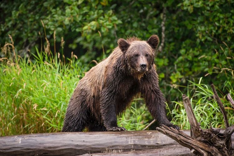 Ein Bär auf einer Bärenbeobachtung der Tweedsmuir Park Lodge in Bella Coola im Cariboo Chilcotin, British Columbia Ein Bär auf einer Bärenbeobachtung der Tweedsmuir Park Lodge in Bella Coola im Cariboo Chilcotin, British Columbia