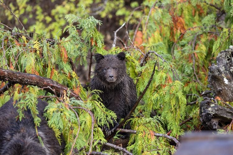 Ein junger Bär auf einer Bärenbeobachtung der Tweedsmuir Park Lodge in Bella Coola im Cariboo Chilcotin, British Columbia Ein junger Bär auf einer Bärenbeobachtung der Tweedsmuir Park Lodge in Bella Coola im Cariboo Chilcotin, British Columbia