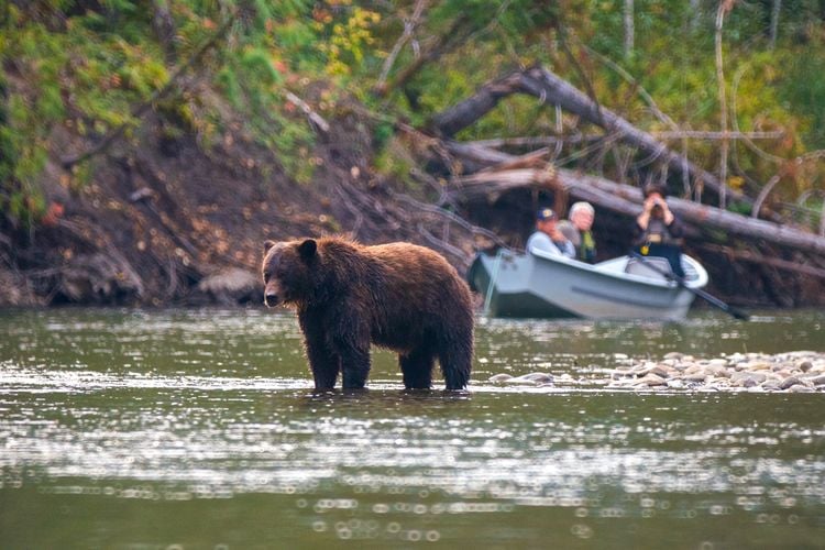Eine Bärenbeobachtung der Tweedsmuir Park Lodge in Bella Coola im Cariboo Chilcotin, British Columbia Eine Bärenbeobachtung der Tweedsmuir Park Lodge in Bella Coola im Cariboo Chilcotin, British Columbia