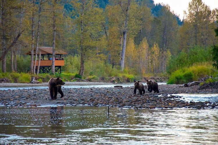 Eine Bärenbeobachtung der Tweedsmuir Park Lodge in Bella Coola im Cariboo Chilcotin, British Columbia Eine Bärenbeobachtung der Tweedsmuir Park Lodge in Bella Coola im Cariboo Chilcotin, British Columbia