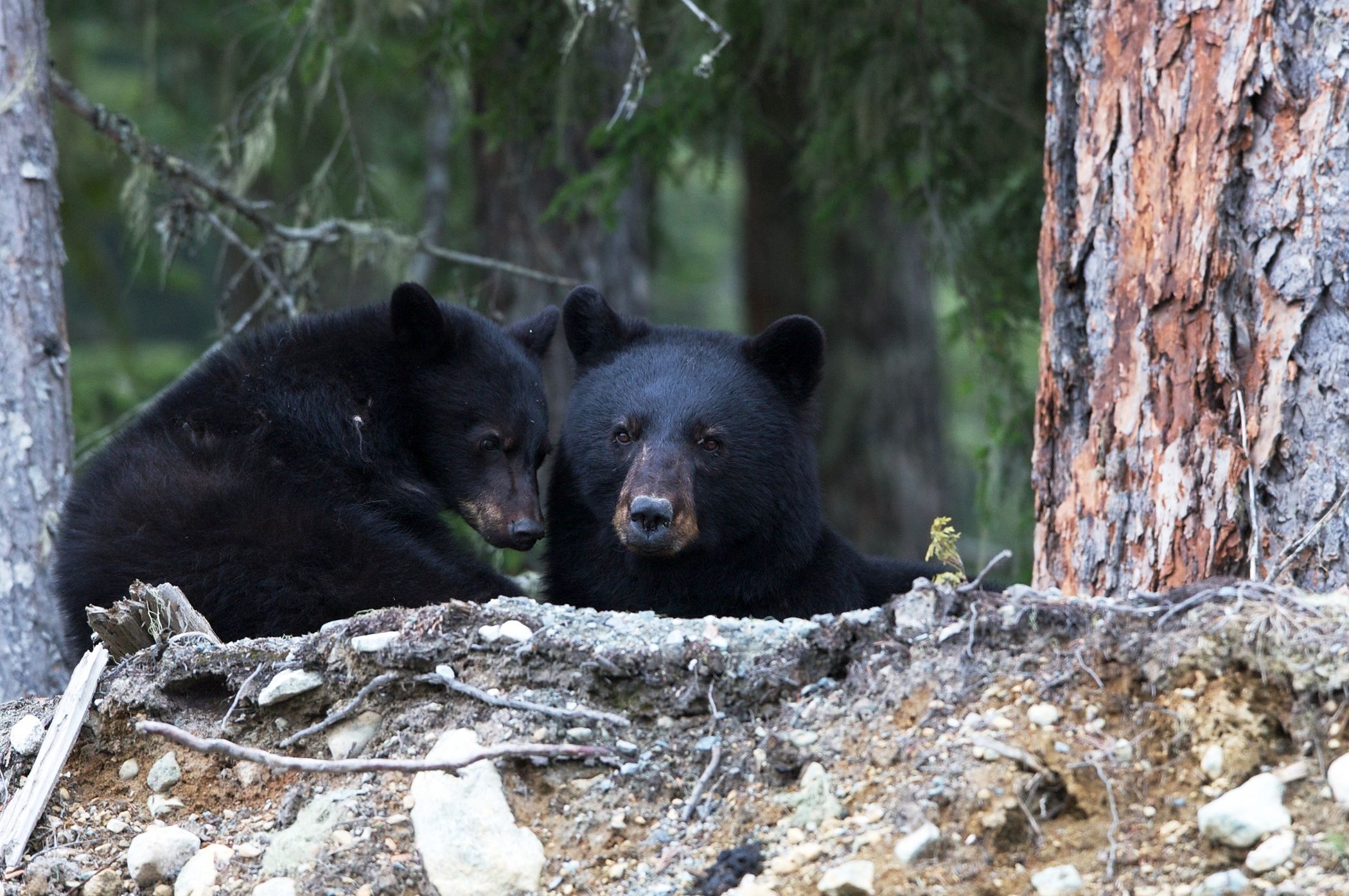 Impressionen Whistler Bärenbeobachtungstour