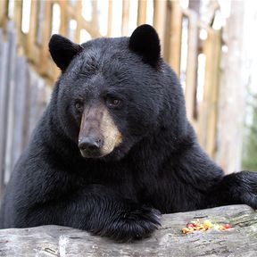 Little Big Bear Safari BÃ¤renbeobachtung, ausgewachsener BÃ¤r "Charlo"