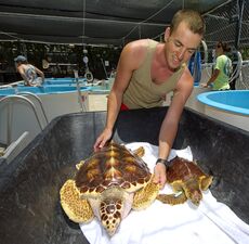 ausflug/florida/3-tage-florida-keys/tag-1/tag-1-turtle-hospital-in-marathon