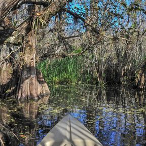 Mangrove Tunnel Kayak Ecot Tour