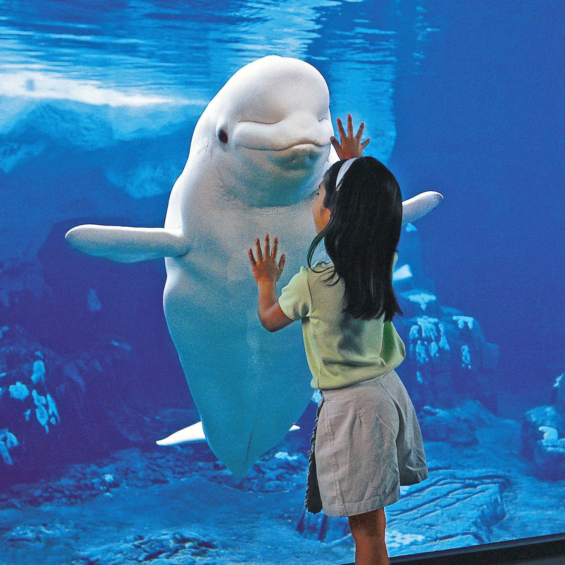 Beluga im Seaworld Orlando