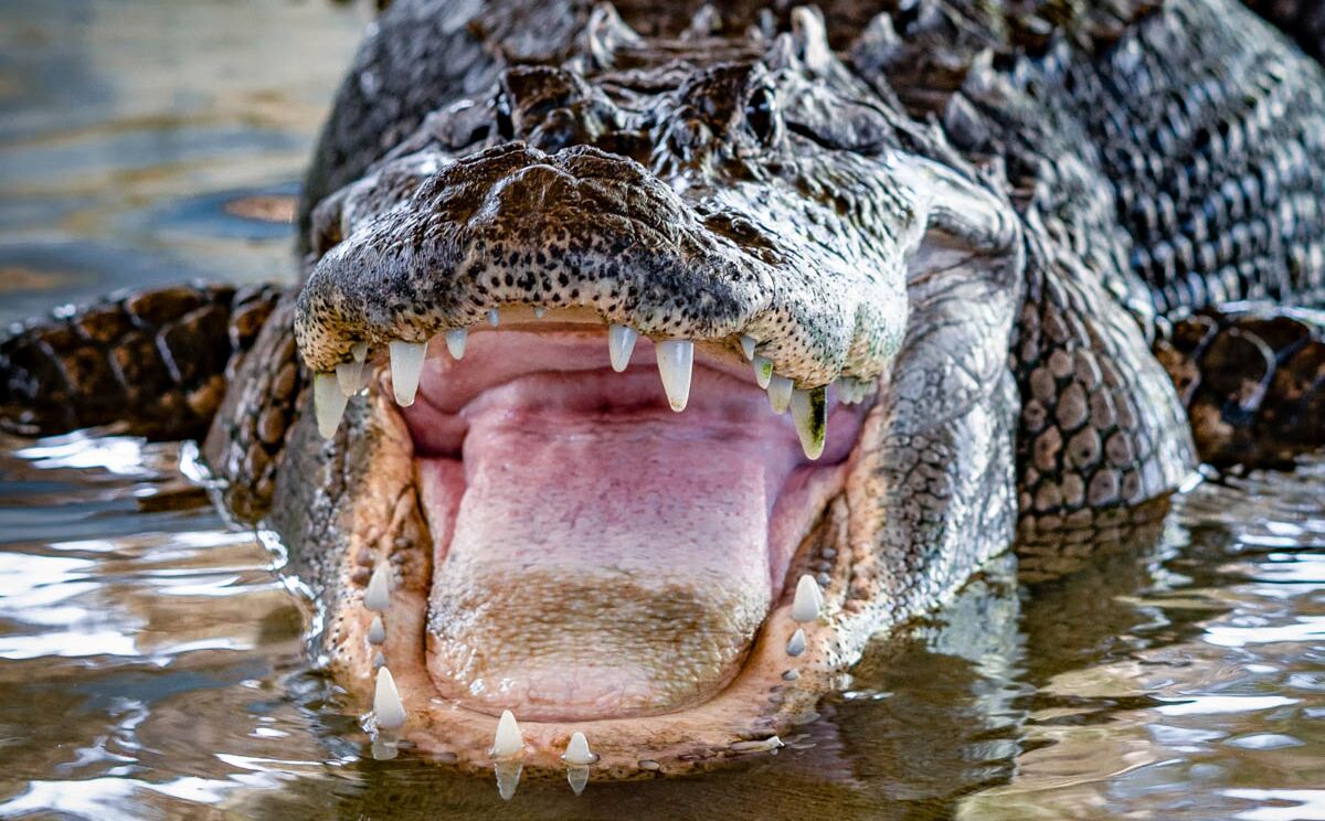 Animal Sanctuary im Everglades National Park
