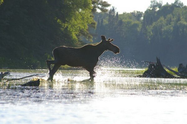 Elch im Algonquin Provincial Park