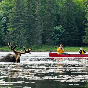 Elch badet im Algonquin Provincial Park