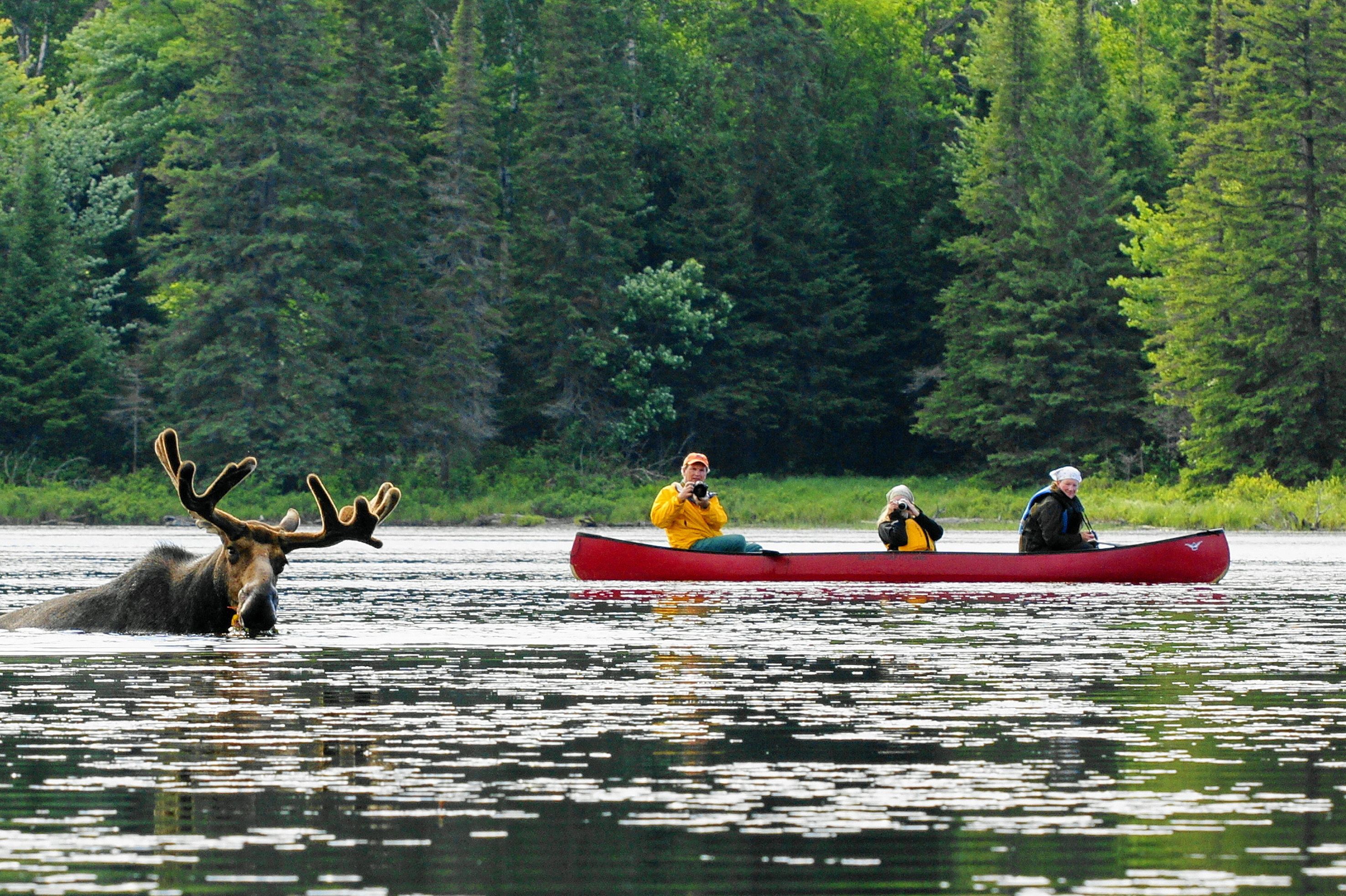 Elch badet im Algonquin Provincial Park