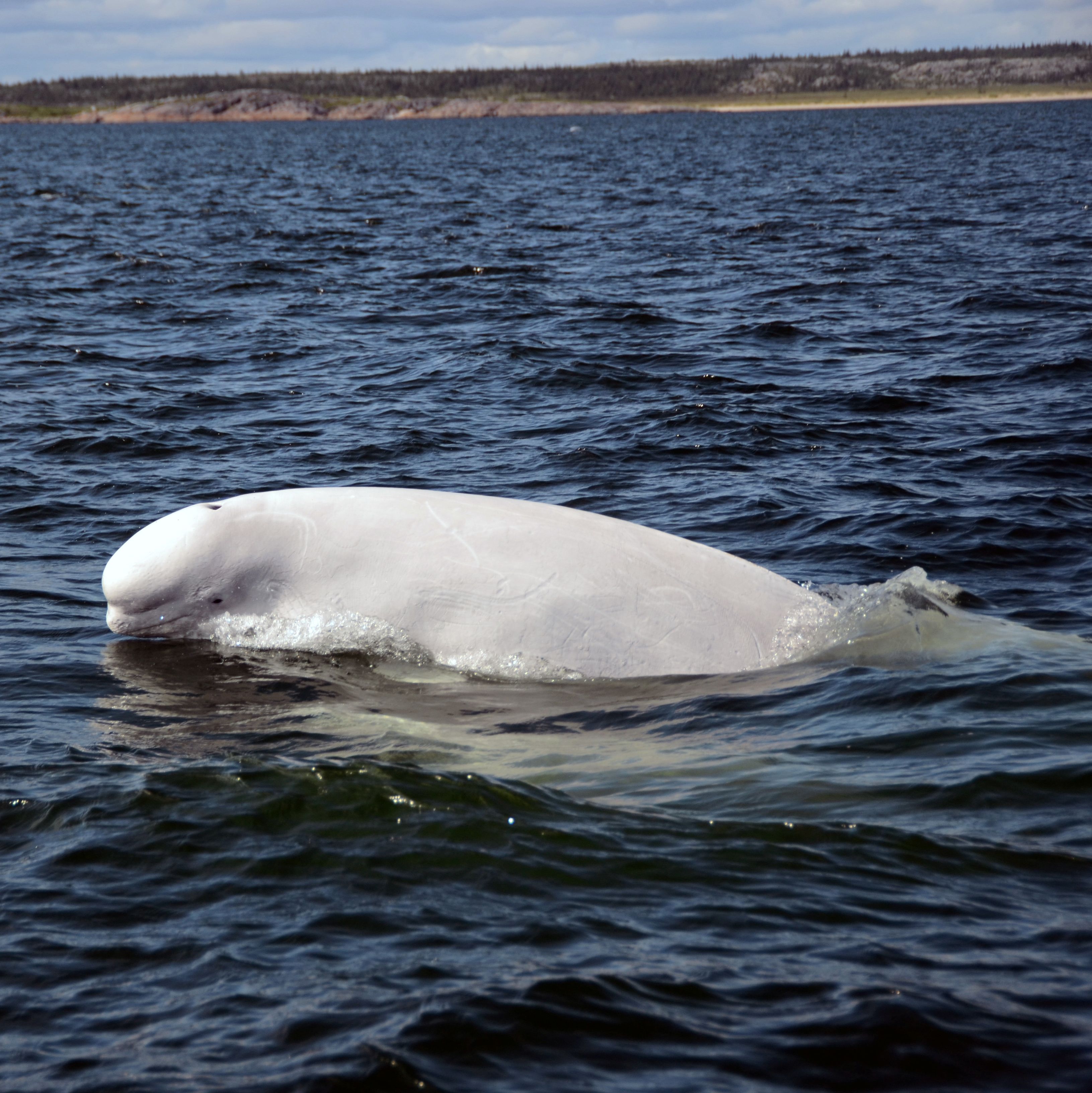 Beluga at the Coast of Manitoba National Park