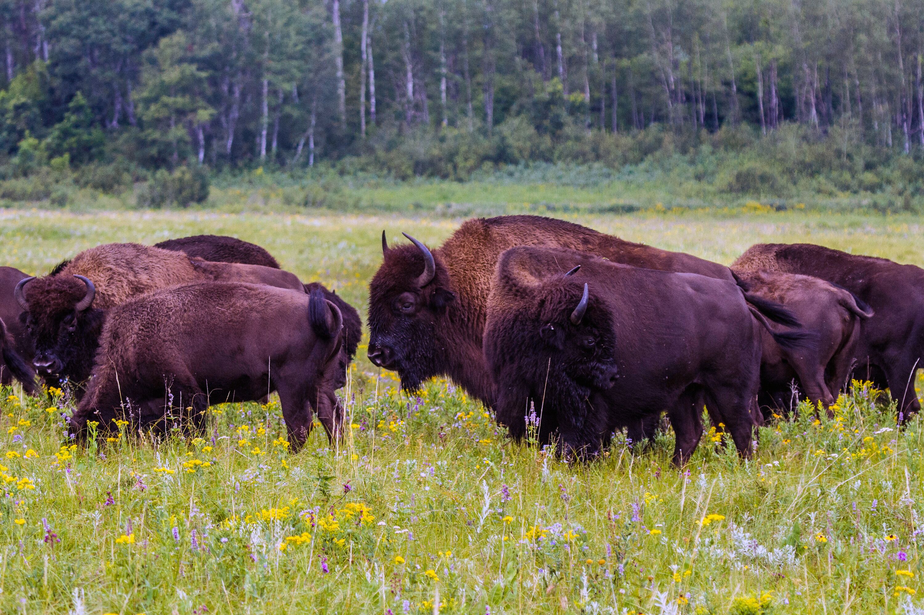 Bison Herd, Manitoba